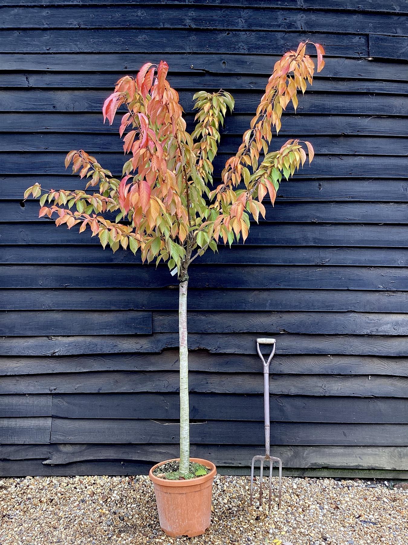 Prunus 'Kanzan' 1/2 Standard | Cherry ‘Kanzan’  - Girth 10 - 12cm - Height 180-210cm, 25lt