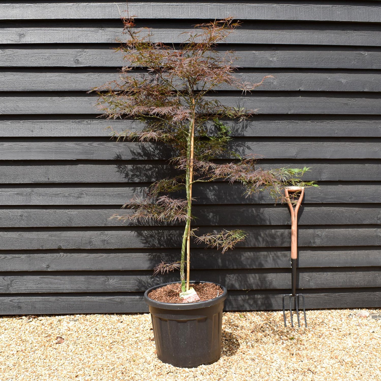 Japanese Maple | Acer palmatum 'Fire Cracker' - Bushy - Height 150-170cm - 55lt