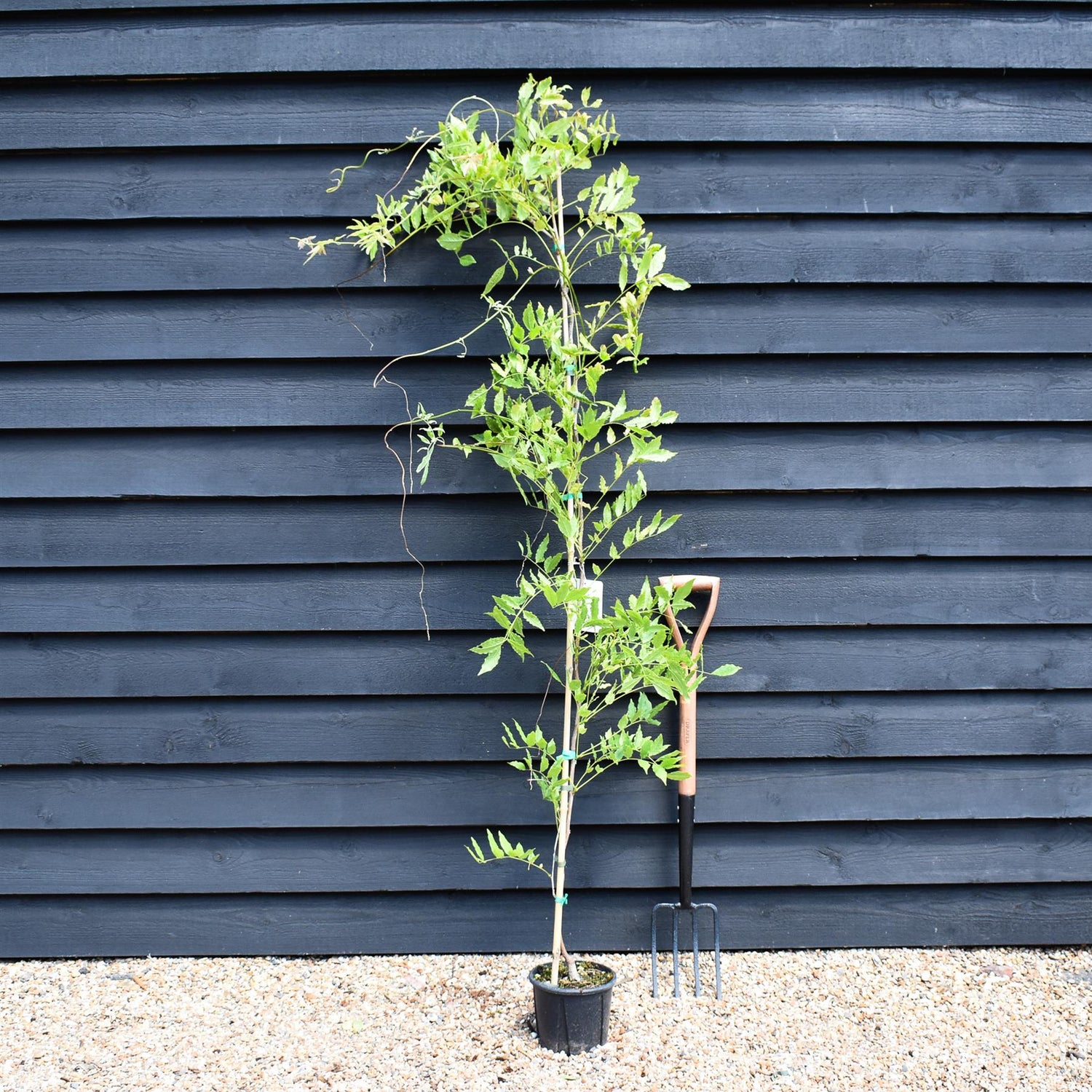 Wisteria brachybotrys 'Golden King'  | Chinese Wisteria Lilca - Blue- Cane - Height 150-170cm - 3lt