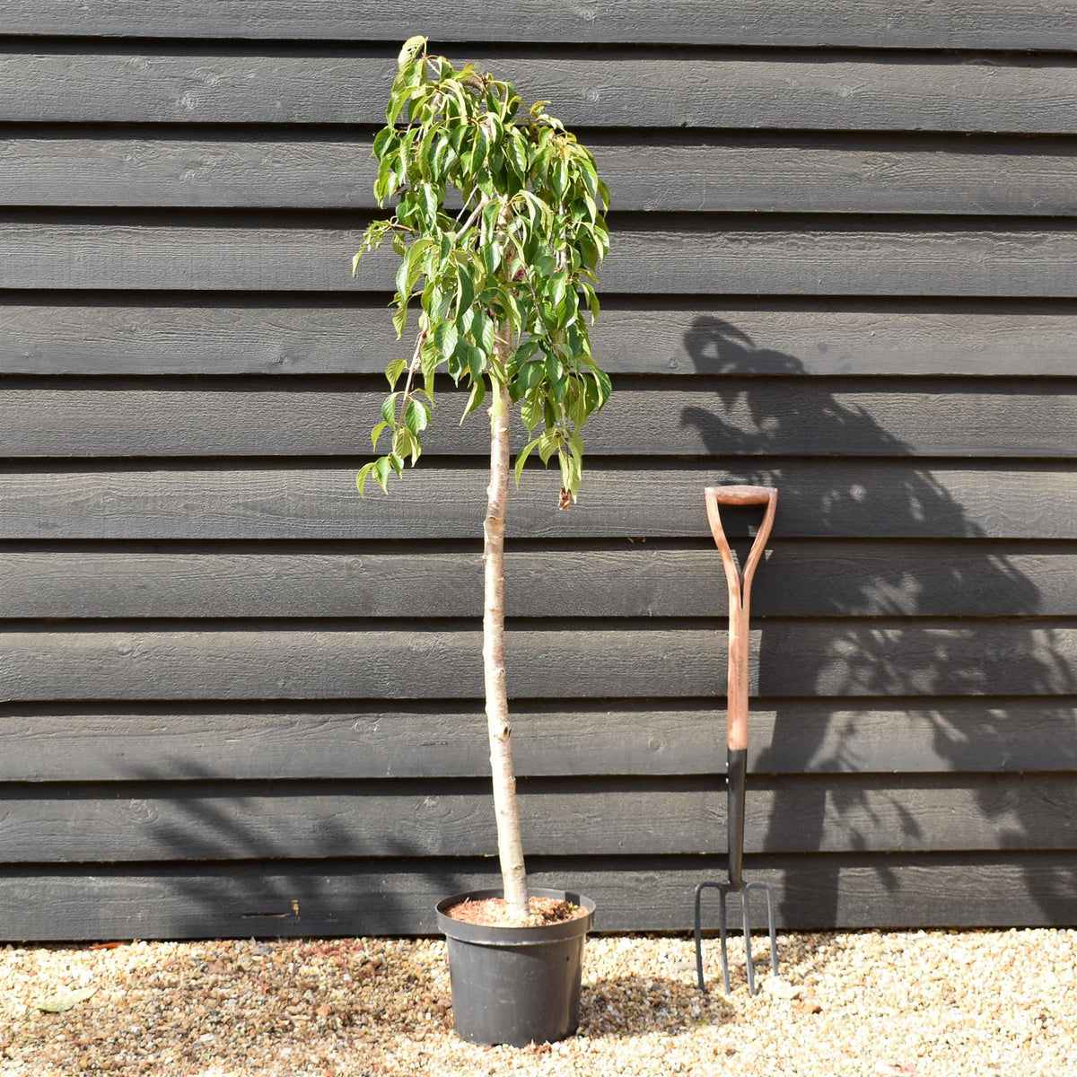 Prunus 'Kiku-shidare-zakura' | Weeping Oriental Cherry - Clear Stem 120cm - Girth 6-8cm - Height 150-200cm - 10lt