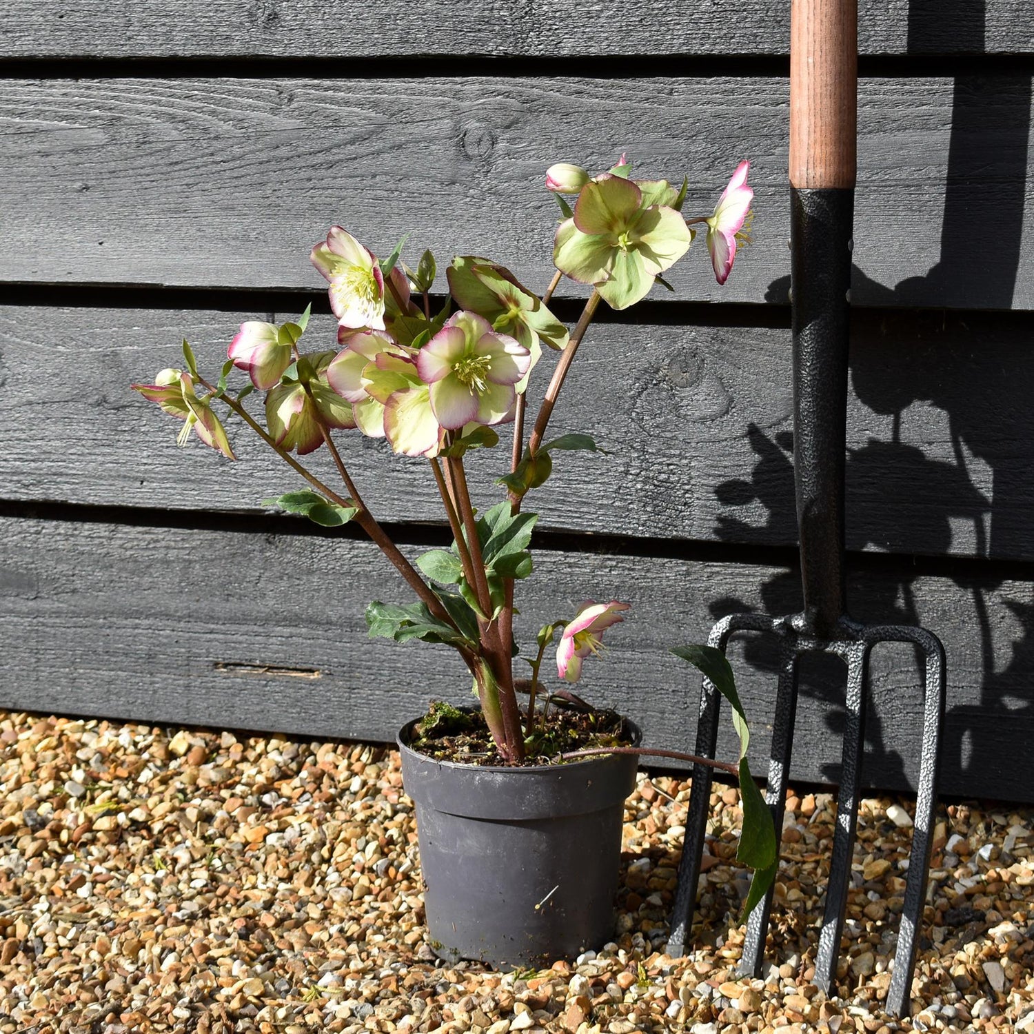 Helleborus 'Magico' - Perennial - Height 40-50cm - 2lt