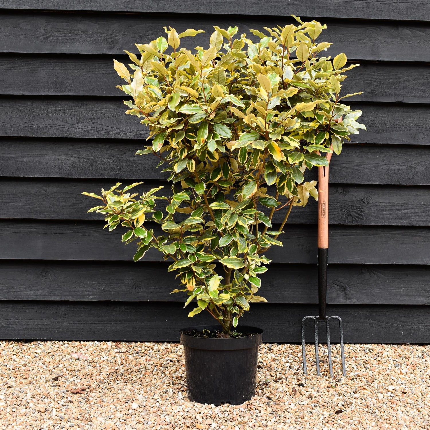 Elaeagnus x submacrophylla 'Viveleg' | Oleaster 'Viveleg' - 10lt