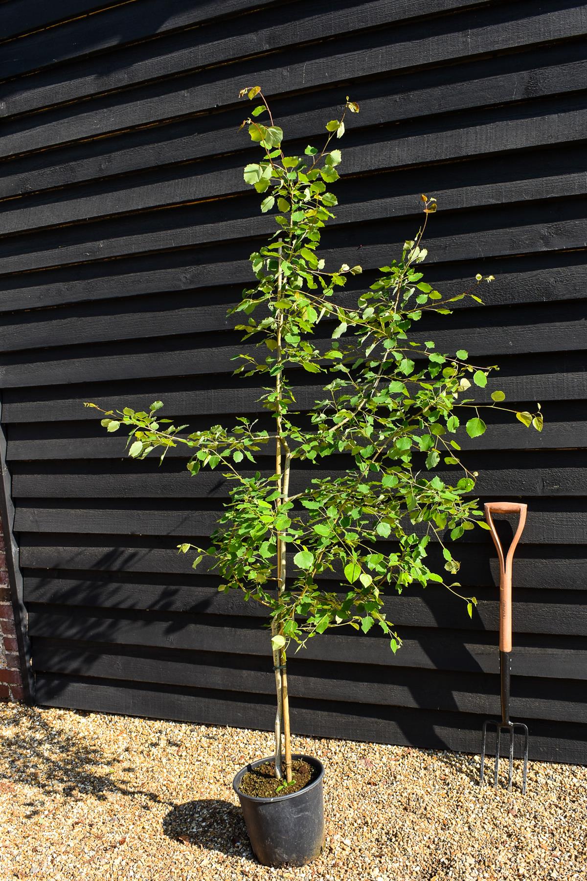 Aspen | Populus tremula - Height 200-220cm - 4-5 years old - Feathered - Very well rooted -Pot Grown - 12lt