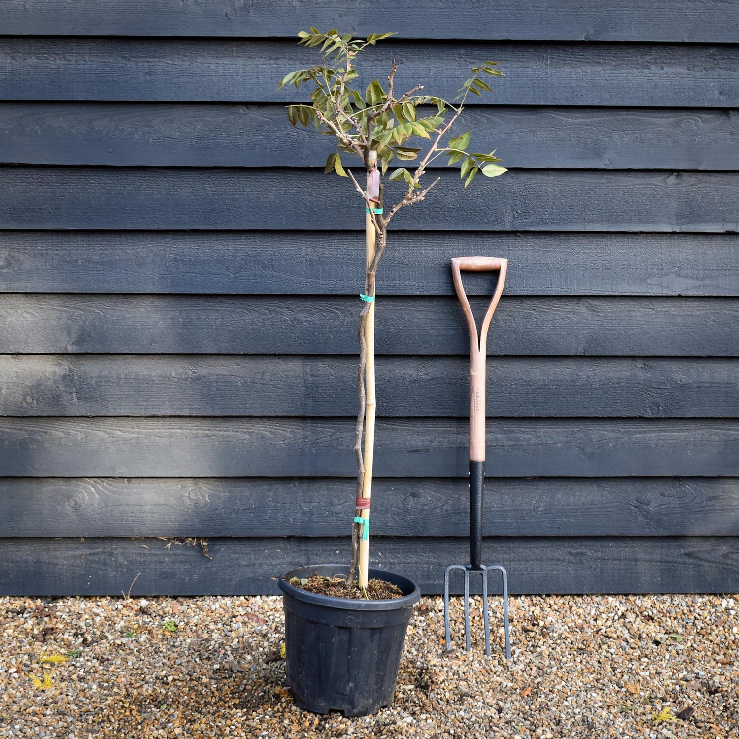 Wisteria Mixed - Clear Stem - Height 130-150cm - 9lt