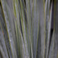 Yucca rostrata -| Beaked Yucca - Height 60-70cm - 10lt