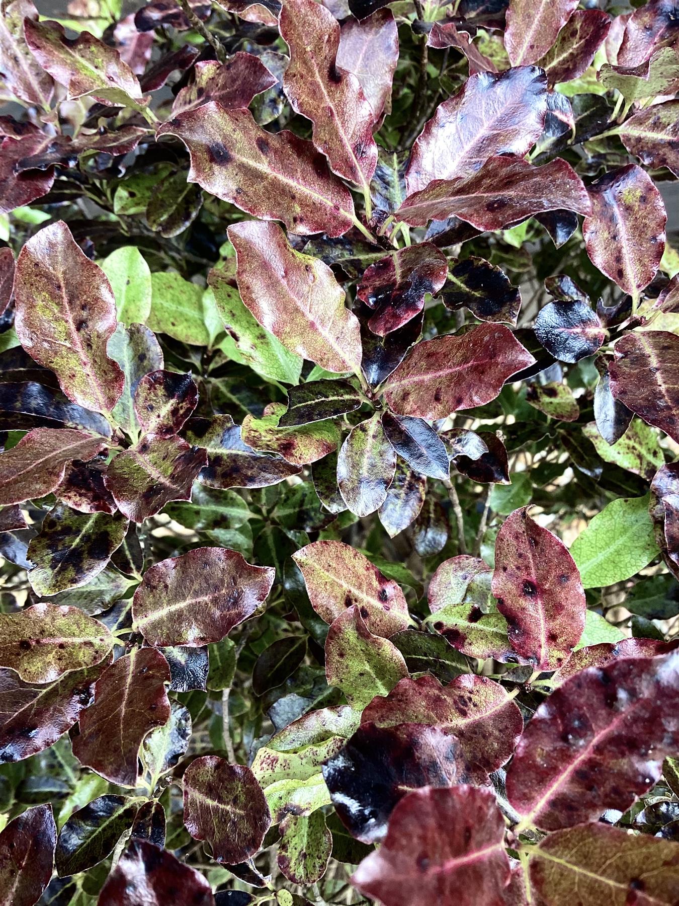 Pittosporum Tom Thumb - 20lt
