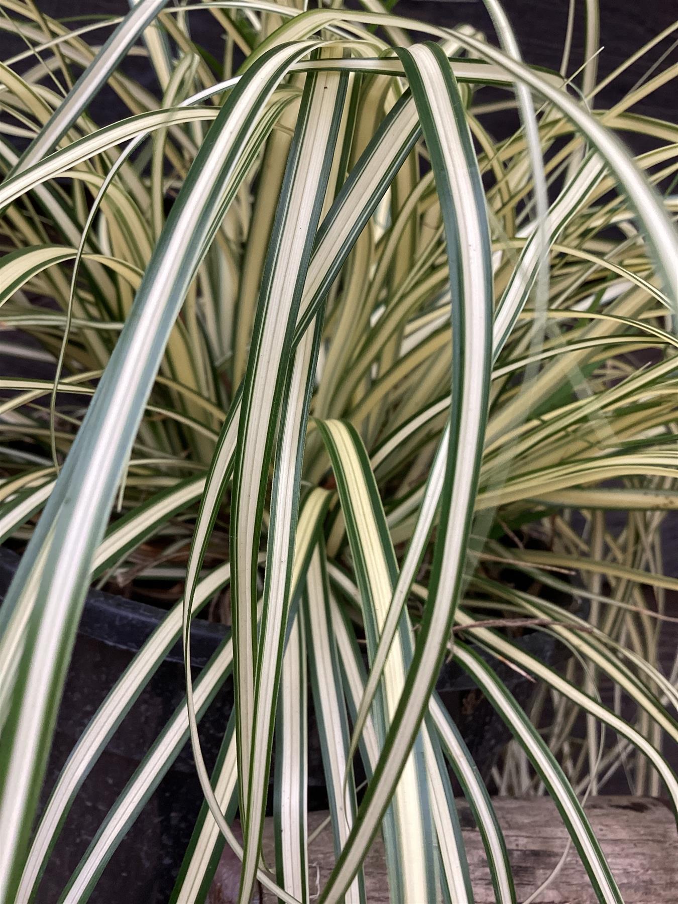 Carex oshimensis Moonlight - 20-30cm - 3lt