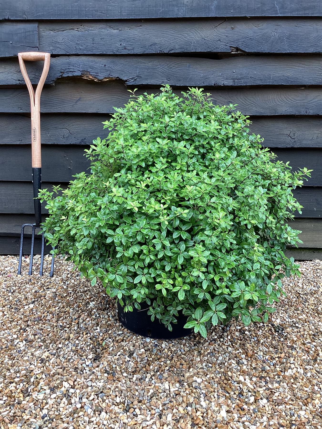 Pittosporum tenuifolium 'Gold Ball' (Golden Ball) - Height 40-60cm - Width 70-80cm - 30lt