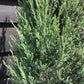 Cupressus arizonica var. glabra 'Glauca' | Arizona cypress 'Glauca' - 150-160cm, 25lt