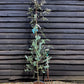 Eucalyptus gunnii Azura | Cider Gum Azura - 160-180cm, 10lt