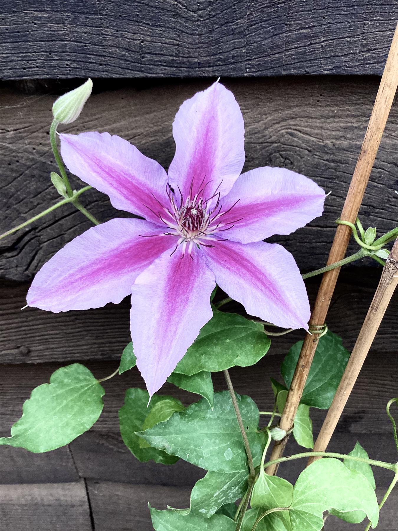 Clematis Boulevard 'Yuan' - 40-50cm - 3lt