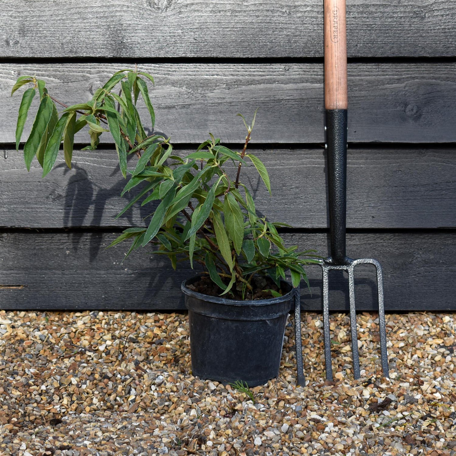 Deutzia scabra 'Pink Pompom' - 3lt