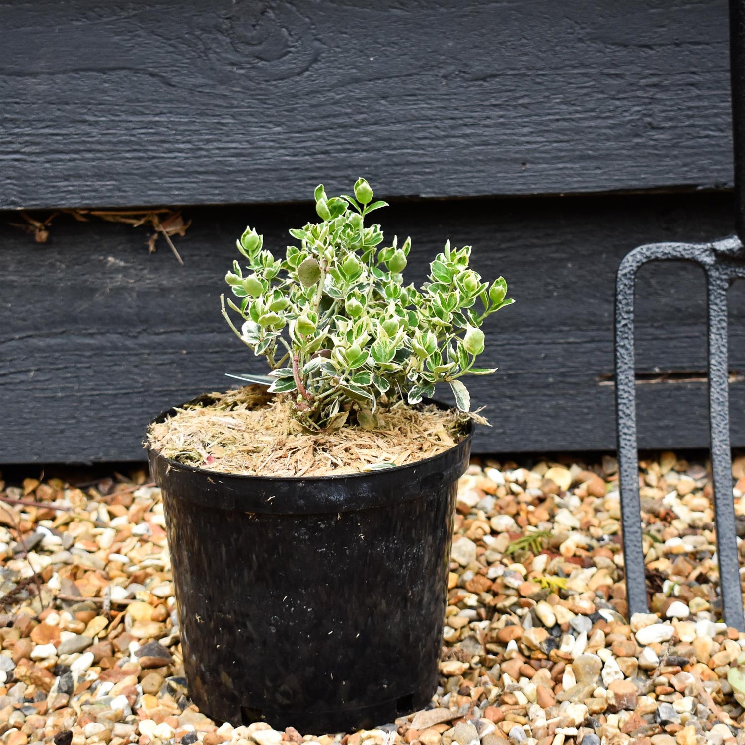 Euonymus Emerald Gaiety - Height 10-12cm - 2lt