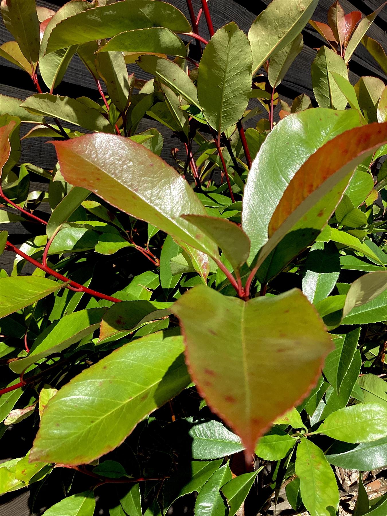 Photinia Red Robin | Christmas berry 'Little Red Robin' - Girth 4-6cm - 170cm, 15lt