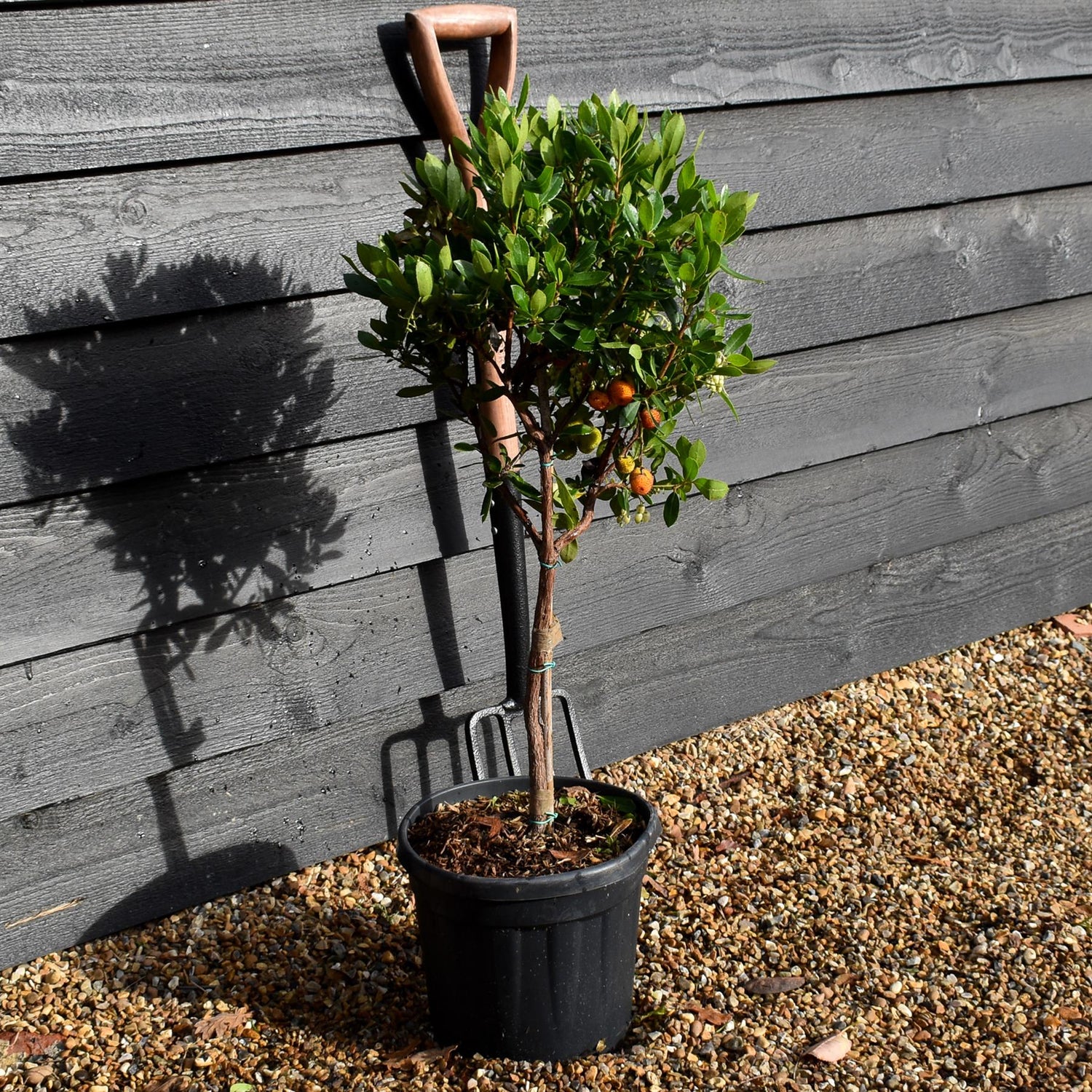 Arbutus unedo Tree | Strawberry Tree - Clear Stem 30-40cm - Height 70-80cm - 7.5lt