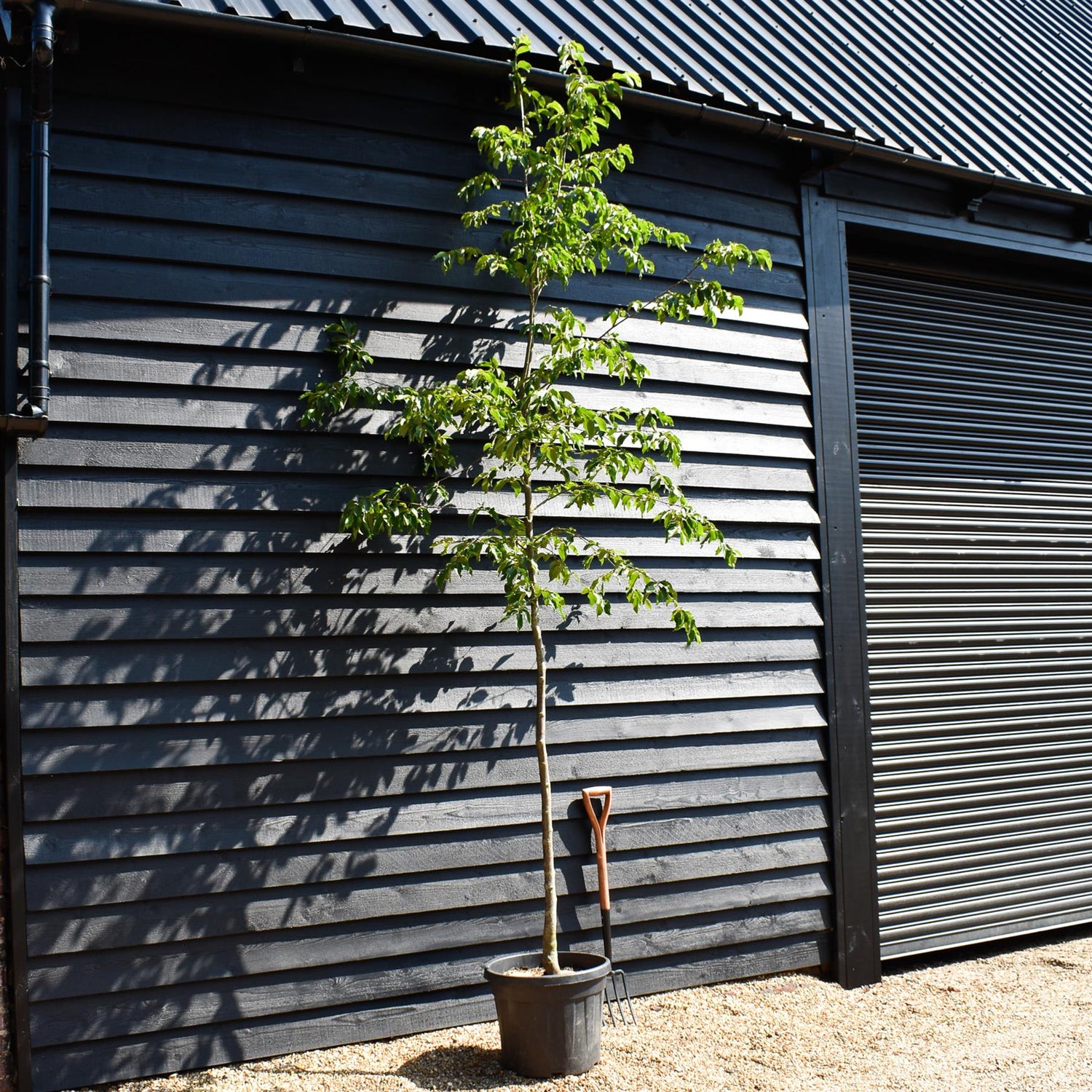 European hop-hornbeam | Ostrya carpinifolia - Height 300-350cm - Girth 6-8cm - 45lt