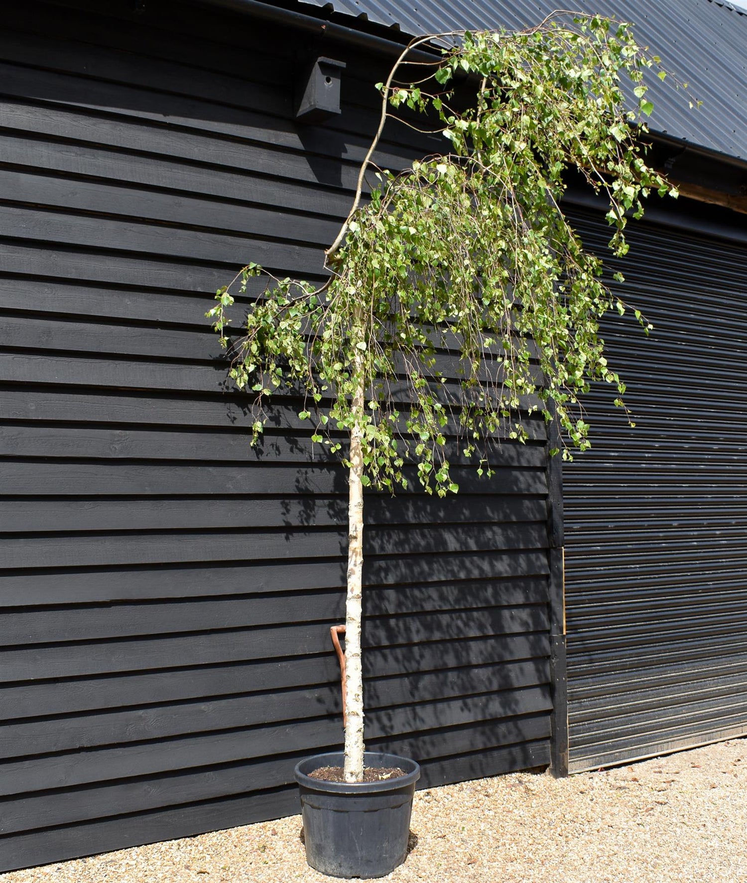 Betula pendula Youngii | Young’s Weeping Birch - Stem 210-220cm - Height 220-270cm- 65lt
