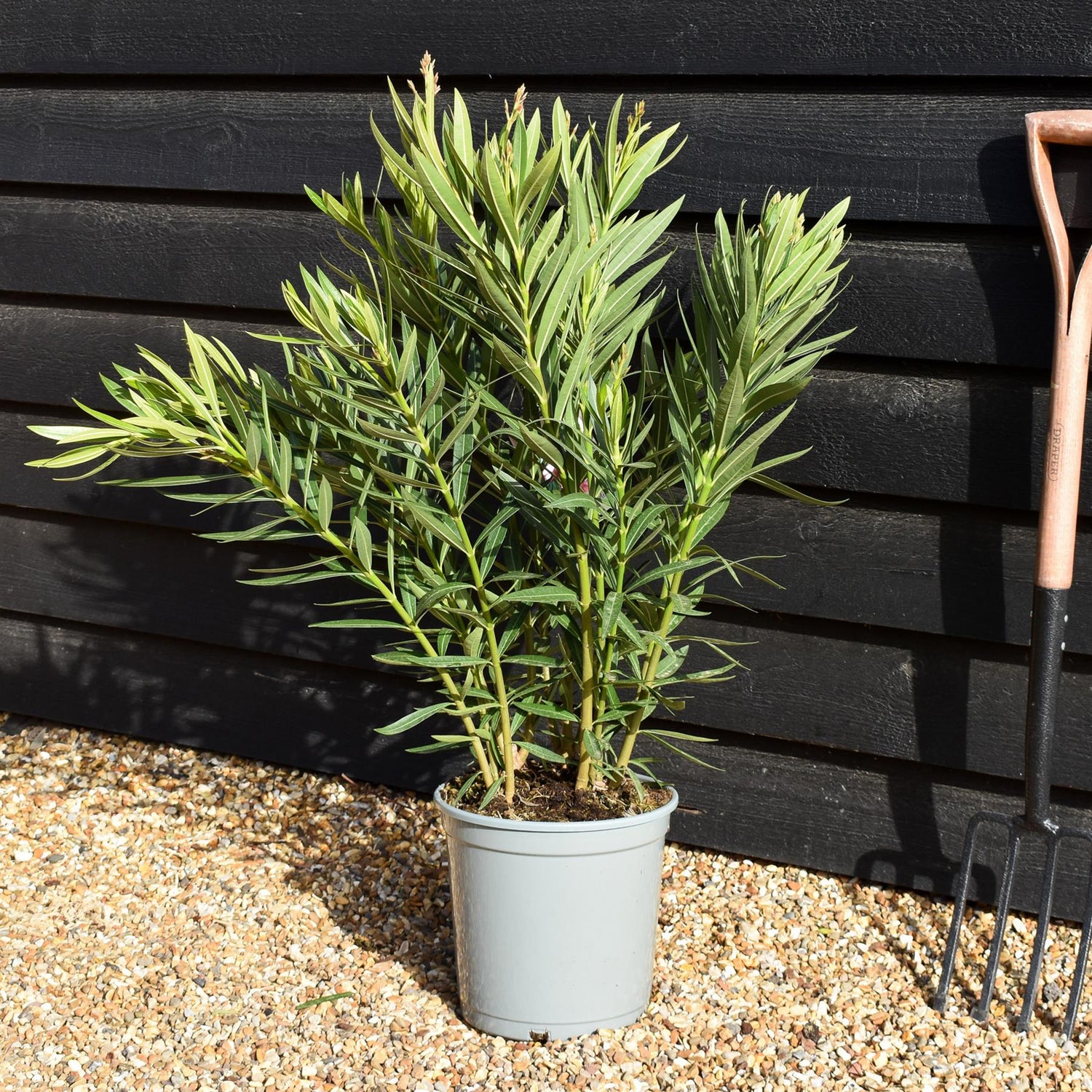 Nerium oleander - Nerium oleander - Bushy - Pink - Height 60-80cm - 10lt