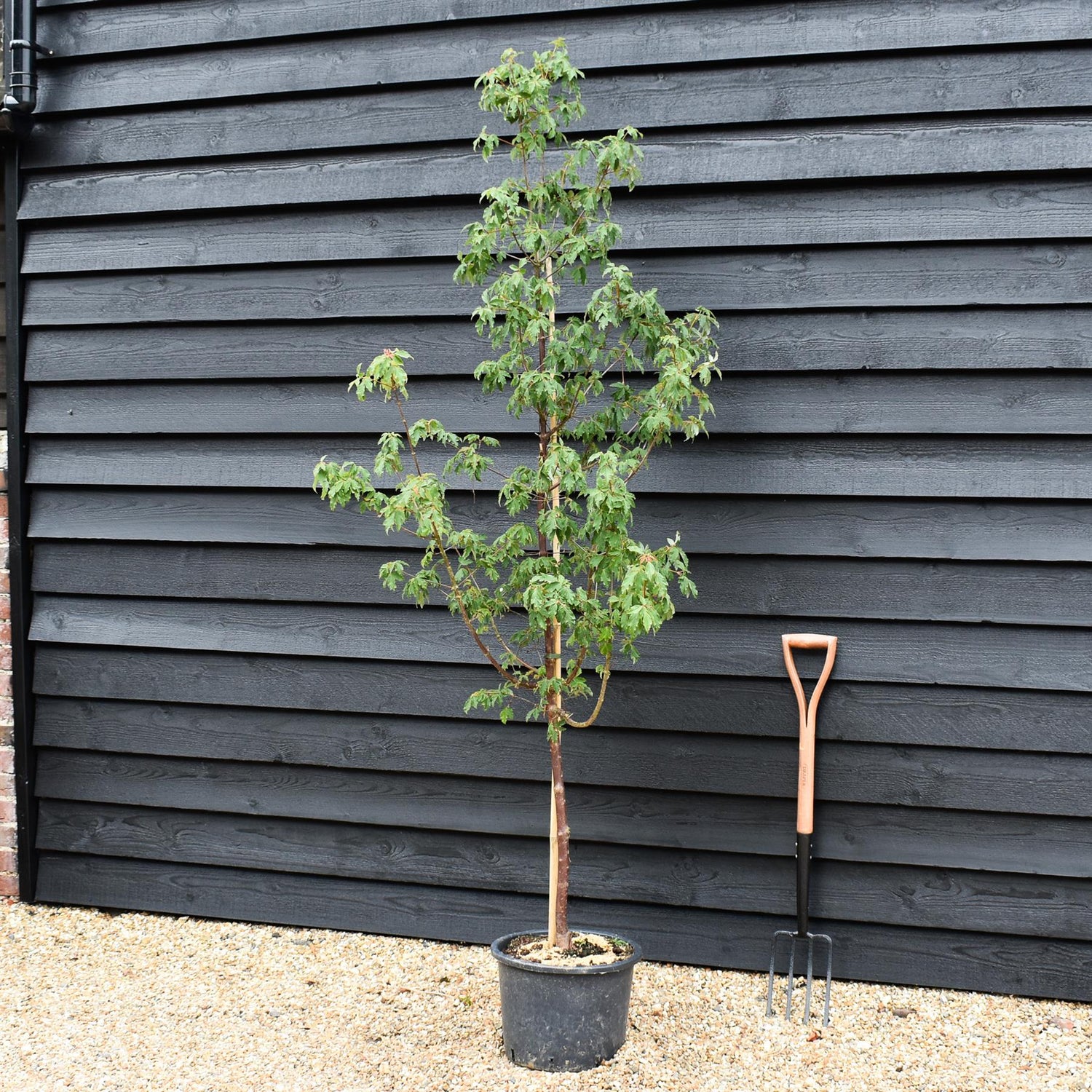 Acer griseum | Paperback Maple - Height 135-145cm - 20lt