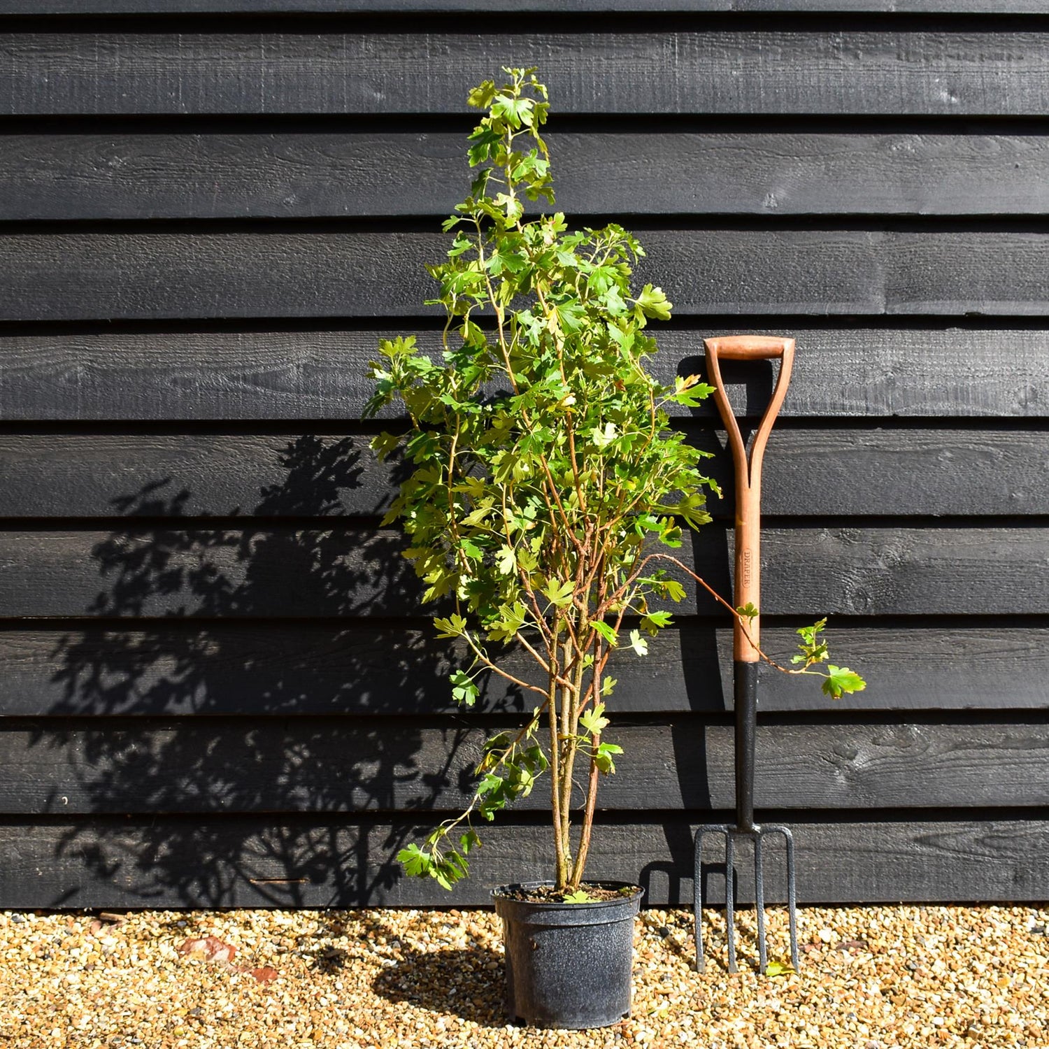 Ribes ordoratum - Flowering Currant - Height 80-100cm - Bushy - 5lt