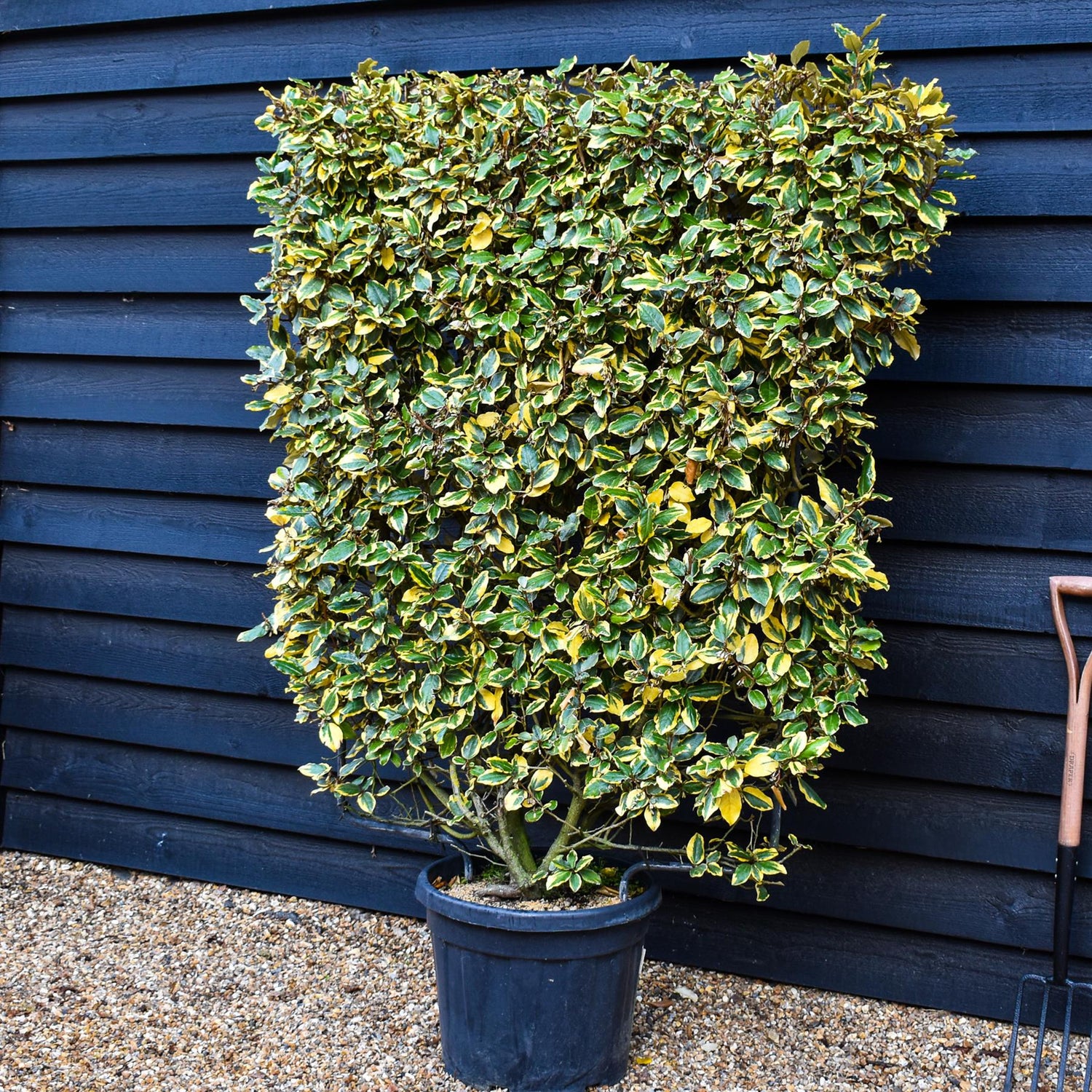 Elaeagnus 'Viveleg' - Metal Frame - 160cm, 45lt