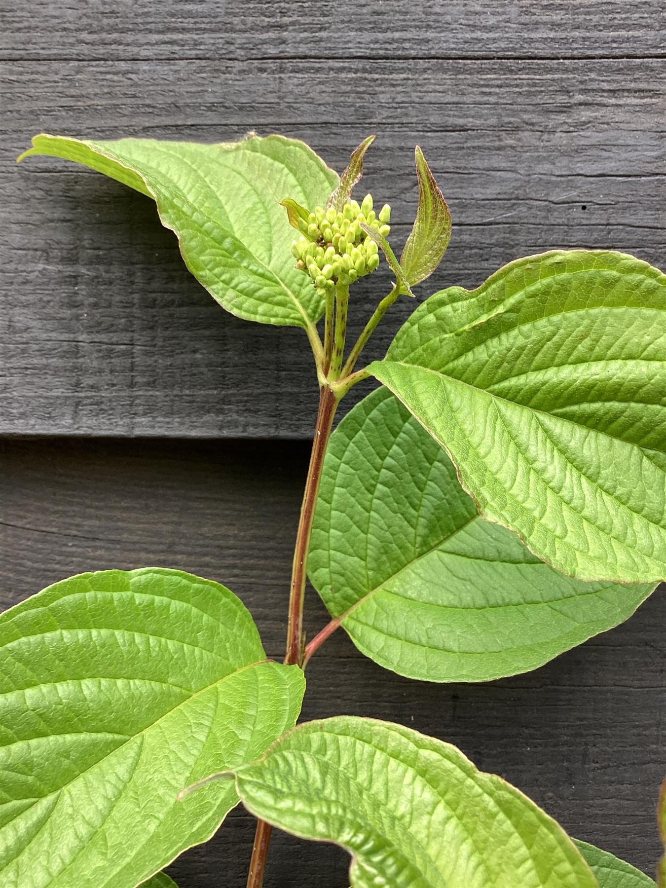 Cornus alba 'Sibirica' | Siberian Dogwood - 25-45cm - 2lt