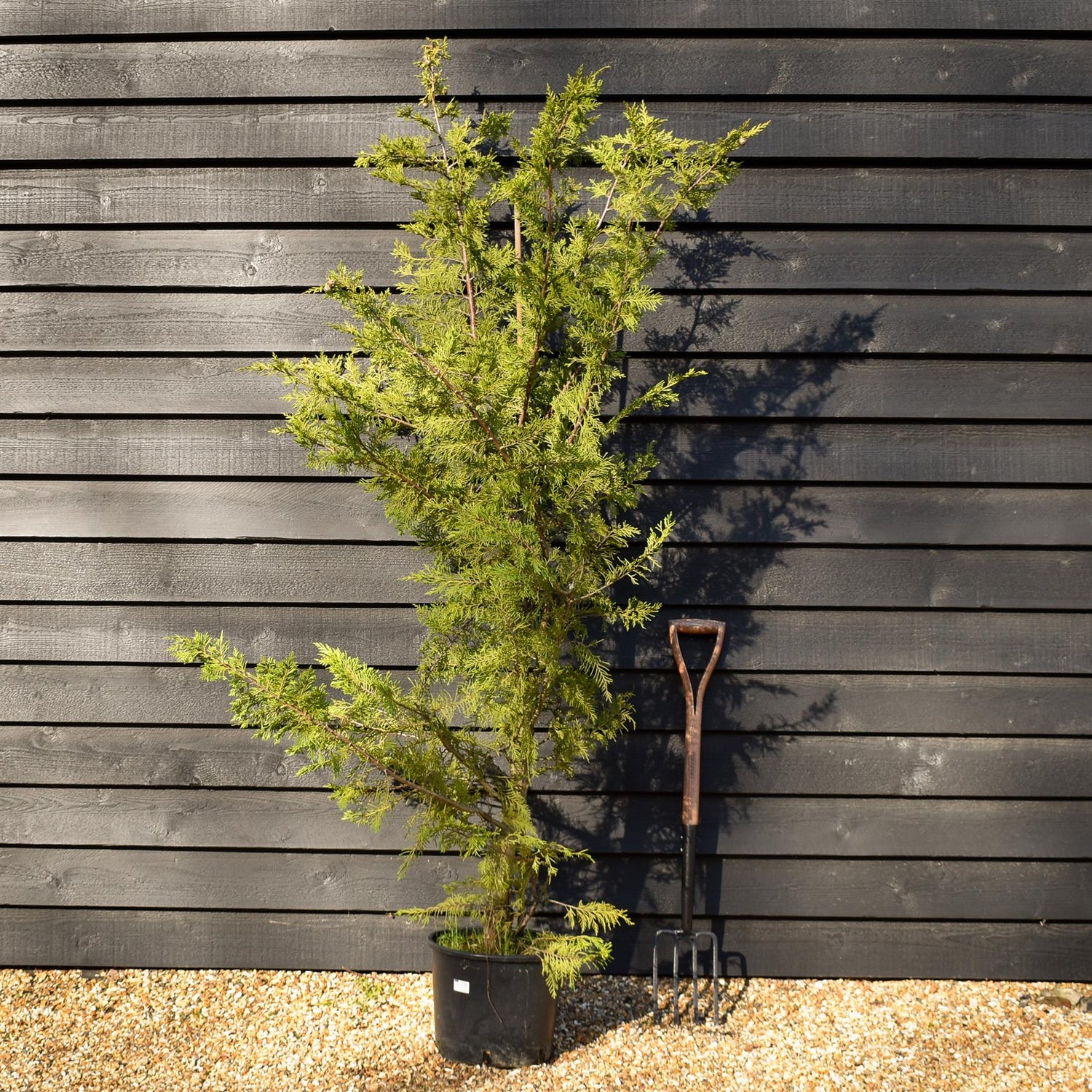 Cupressocyparis x leylandii - 30lt