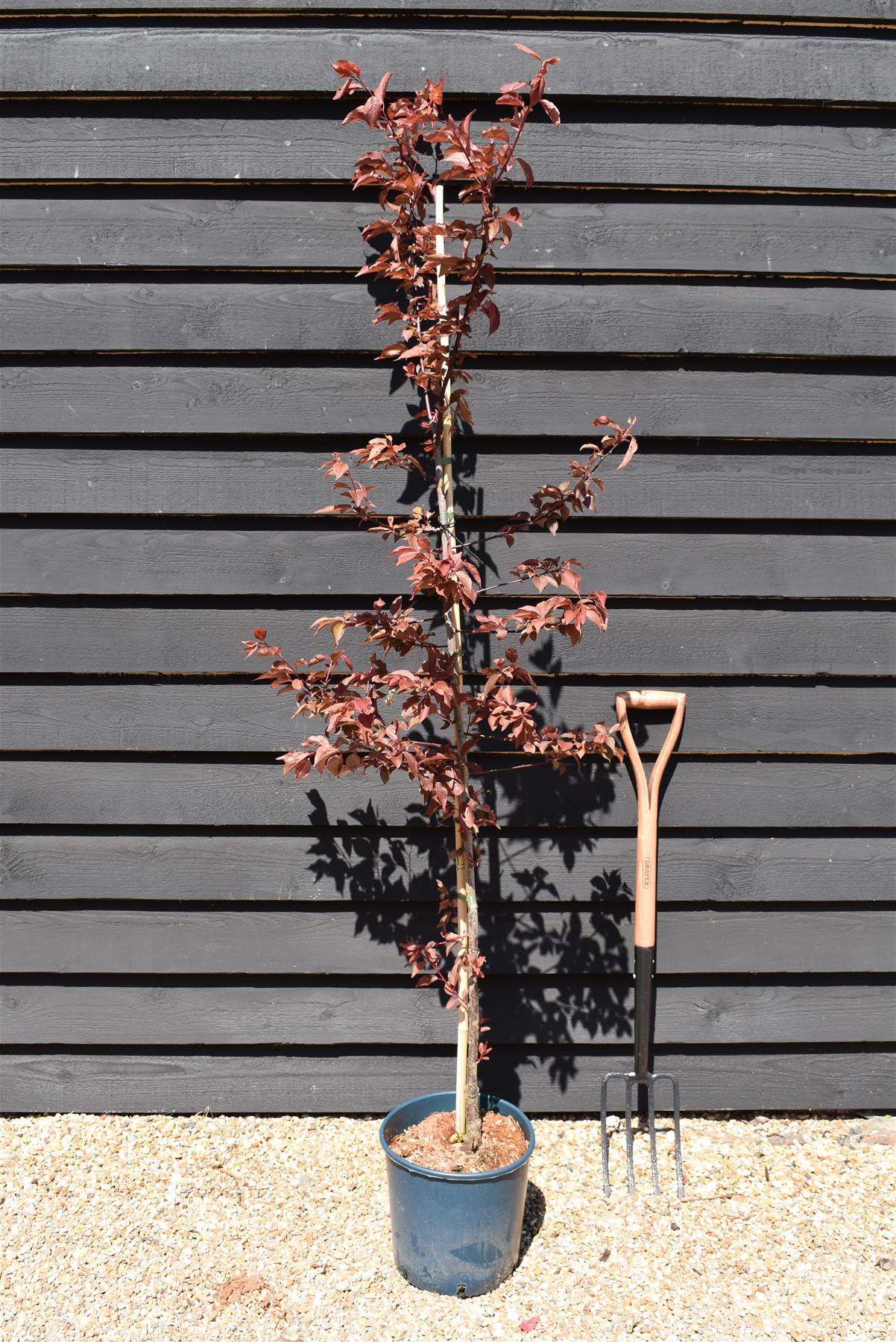 Prunus x blireana | Blireana Plum - 220-250cm, 10lt