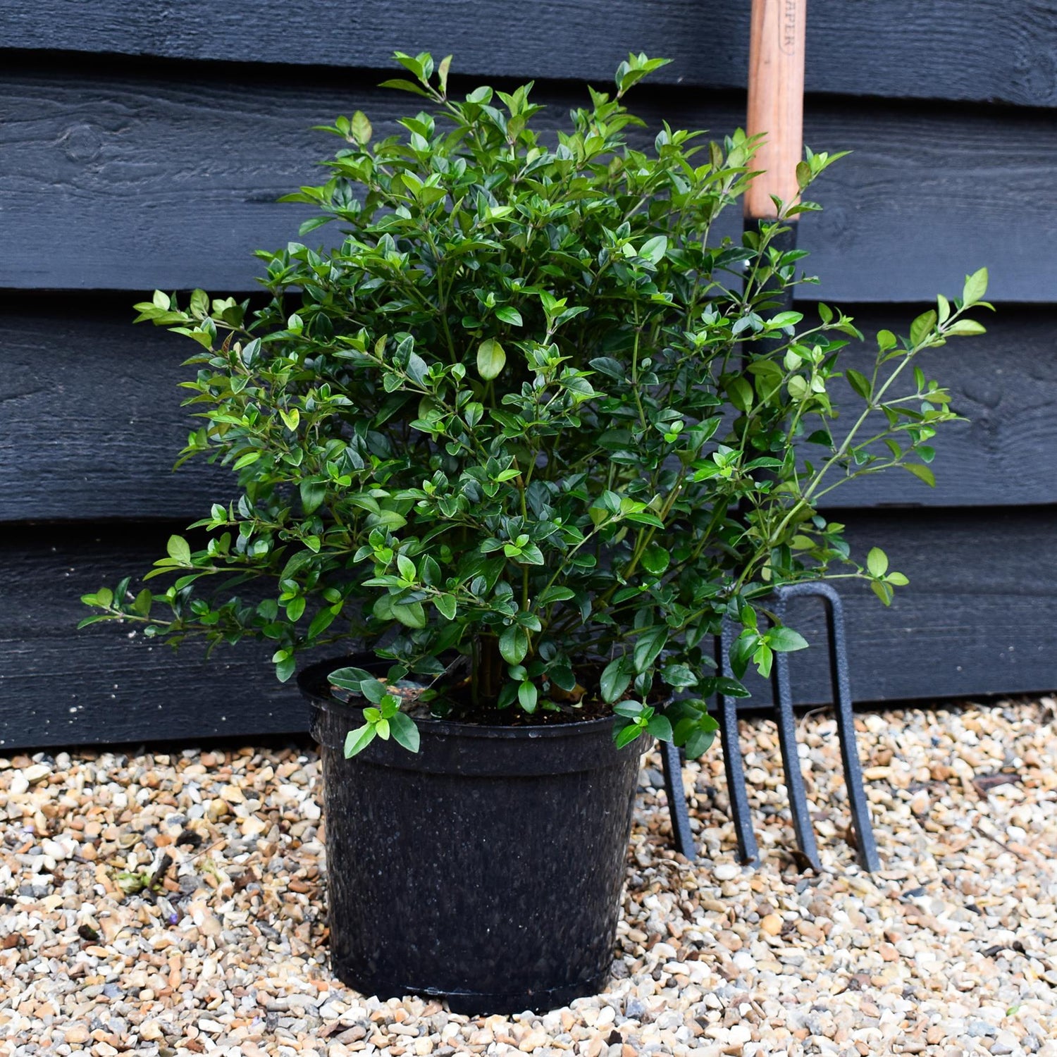 Jacobinia pauciflora - Height 40-50cm - Shrub - 5lt