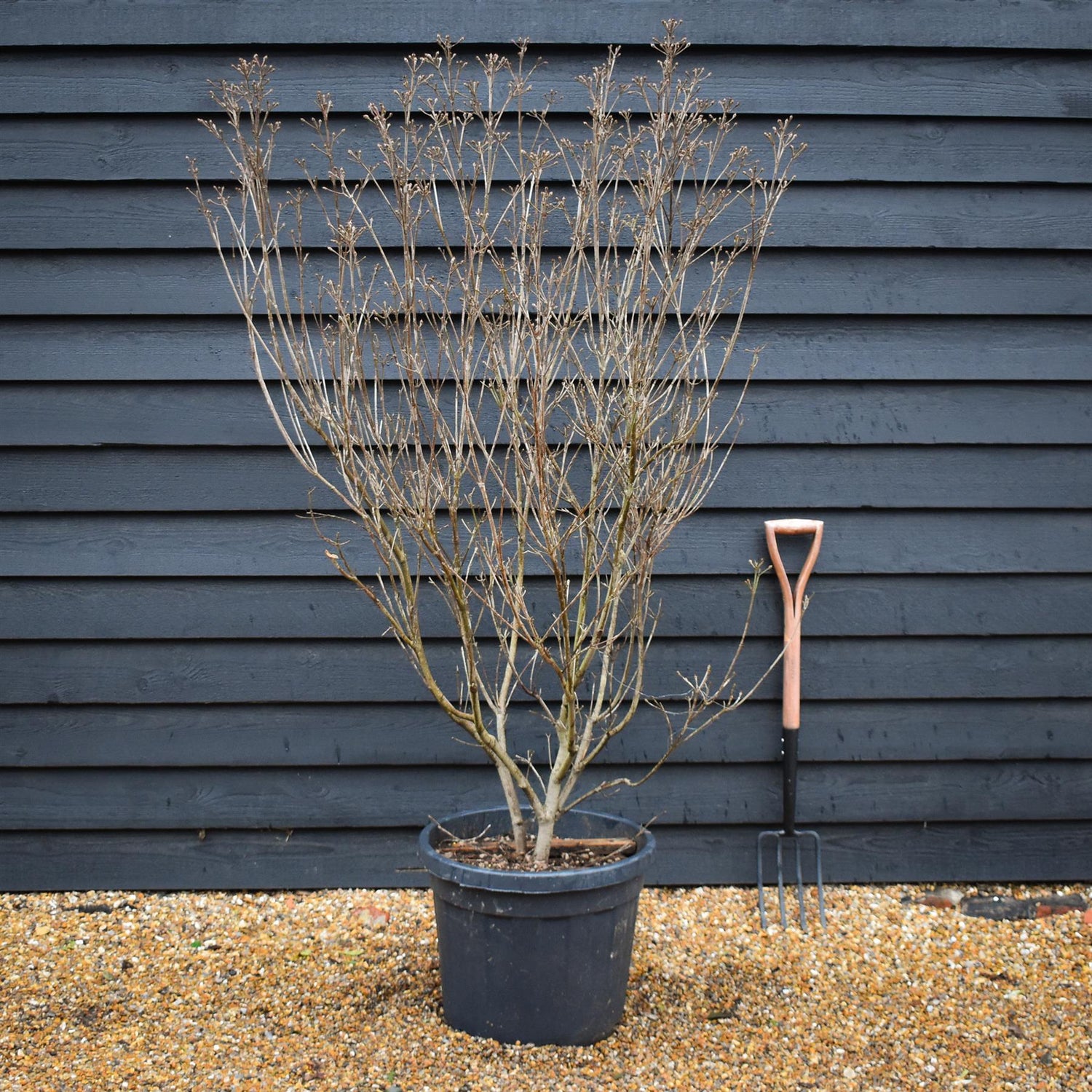 Cornus kousa 'Milky Way' | Dogwood 'Milky Way' - Bush - Height 160-180cm - 50lt