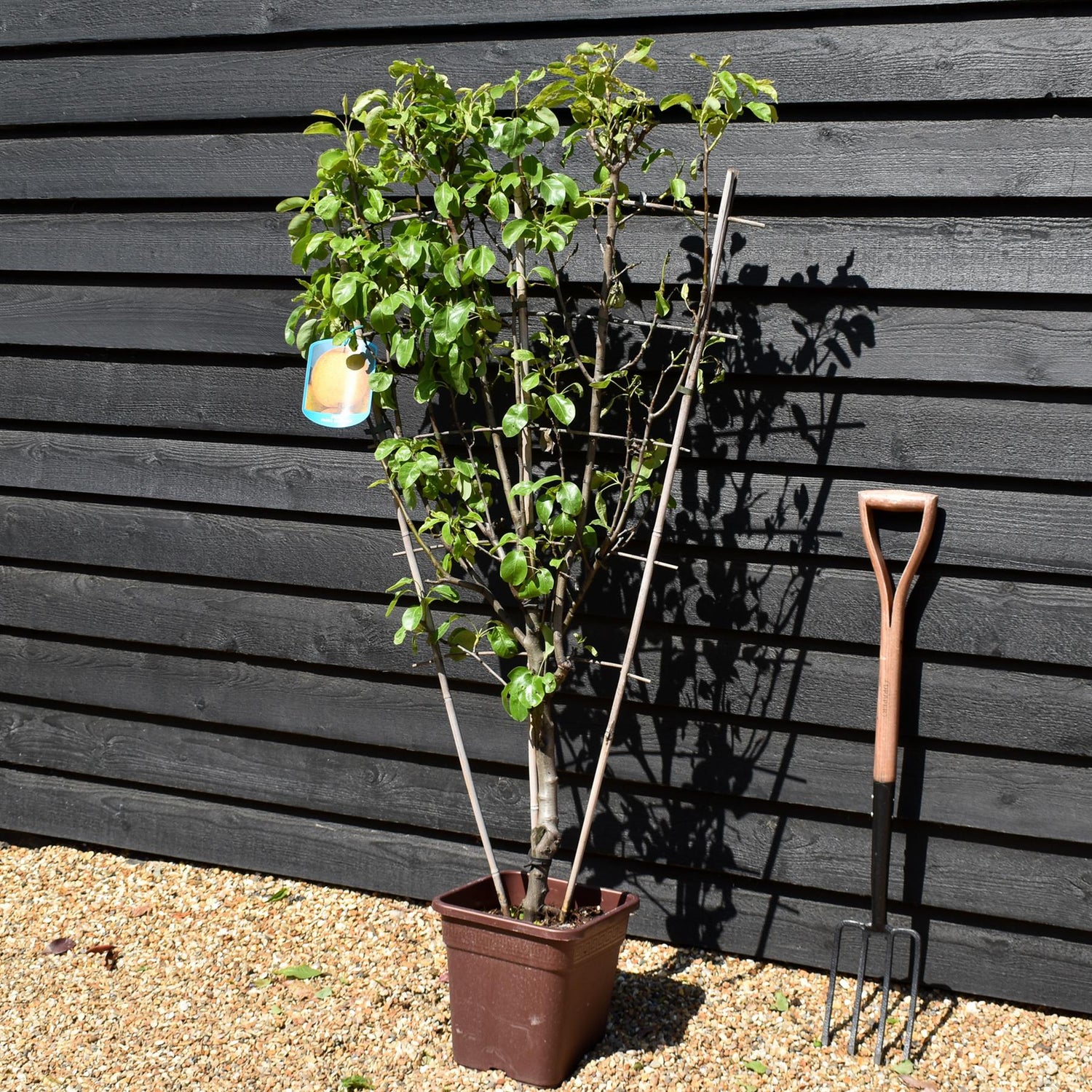 Pear tree 'Passa Crassane' | Pyrus communis  - Frame - Height 140-150cm - 15lt