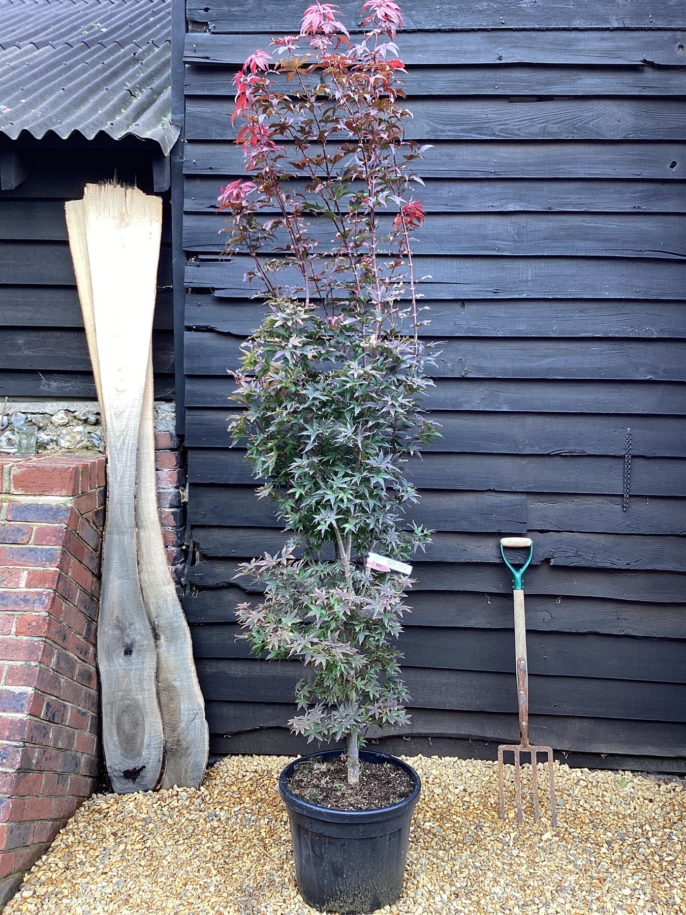 Acer palmatum 'Twombly's Red Sentinel' | Red Sentinel Japanese Maple - 220-230cm, 35lt