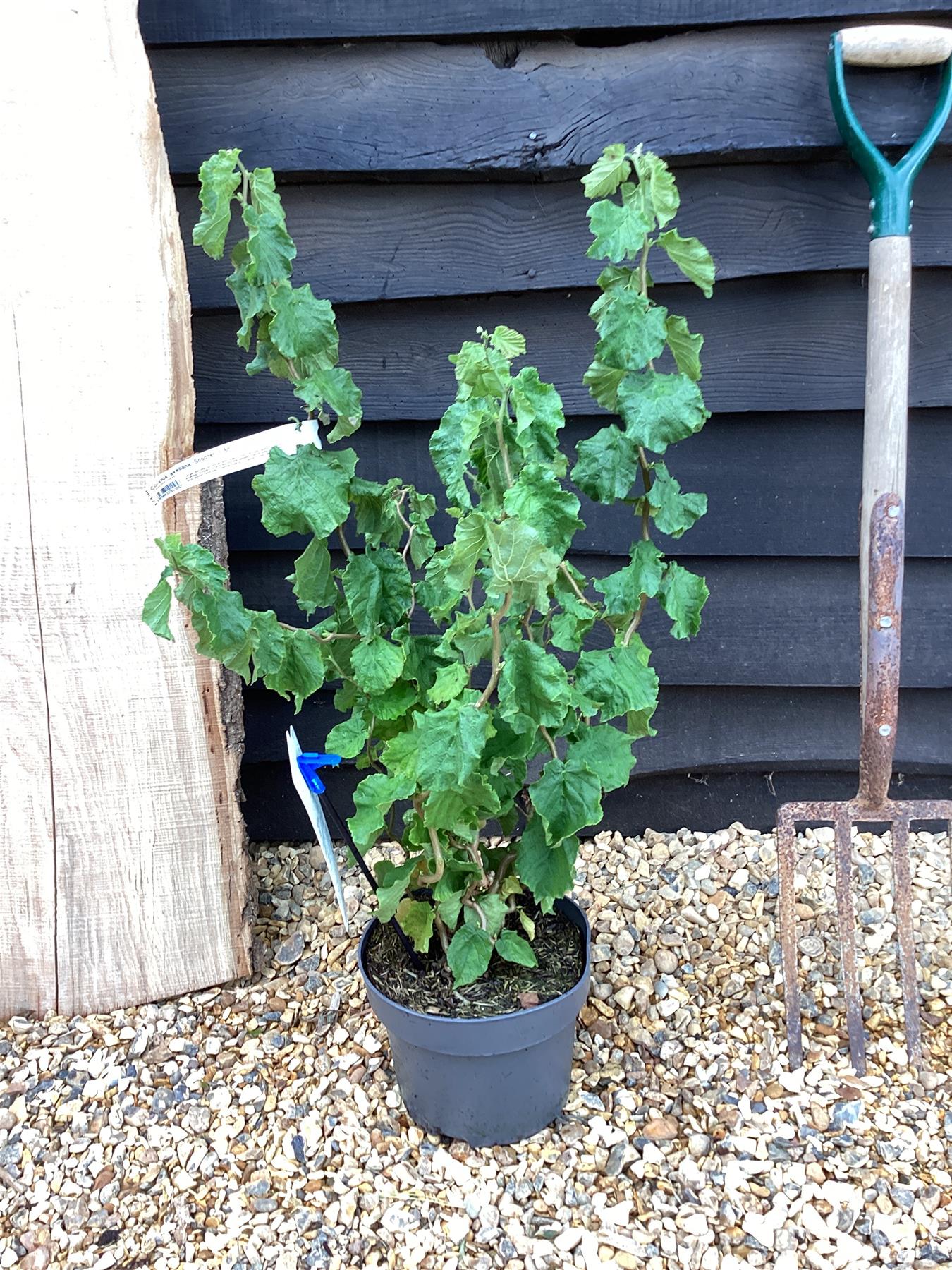 Corylus avellana 'Scooter' | Dwarf Corkscrew Hazel Scooter - 70-80cm, 5lt