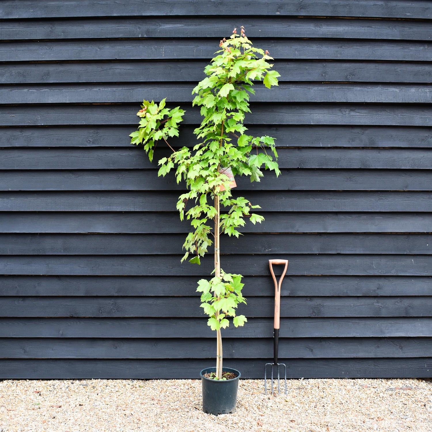 Acer Rubrum October Glory Maple | October Glory Red Maple  - Height 160-200cm - 10lt