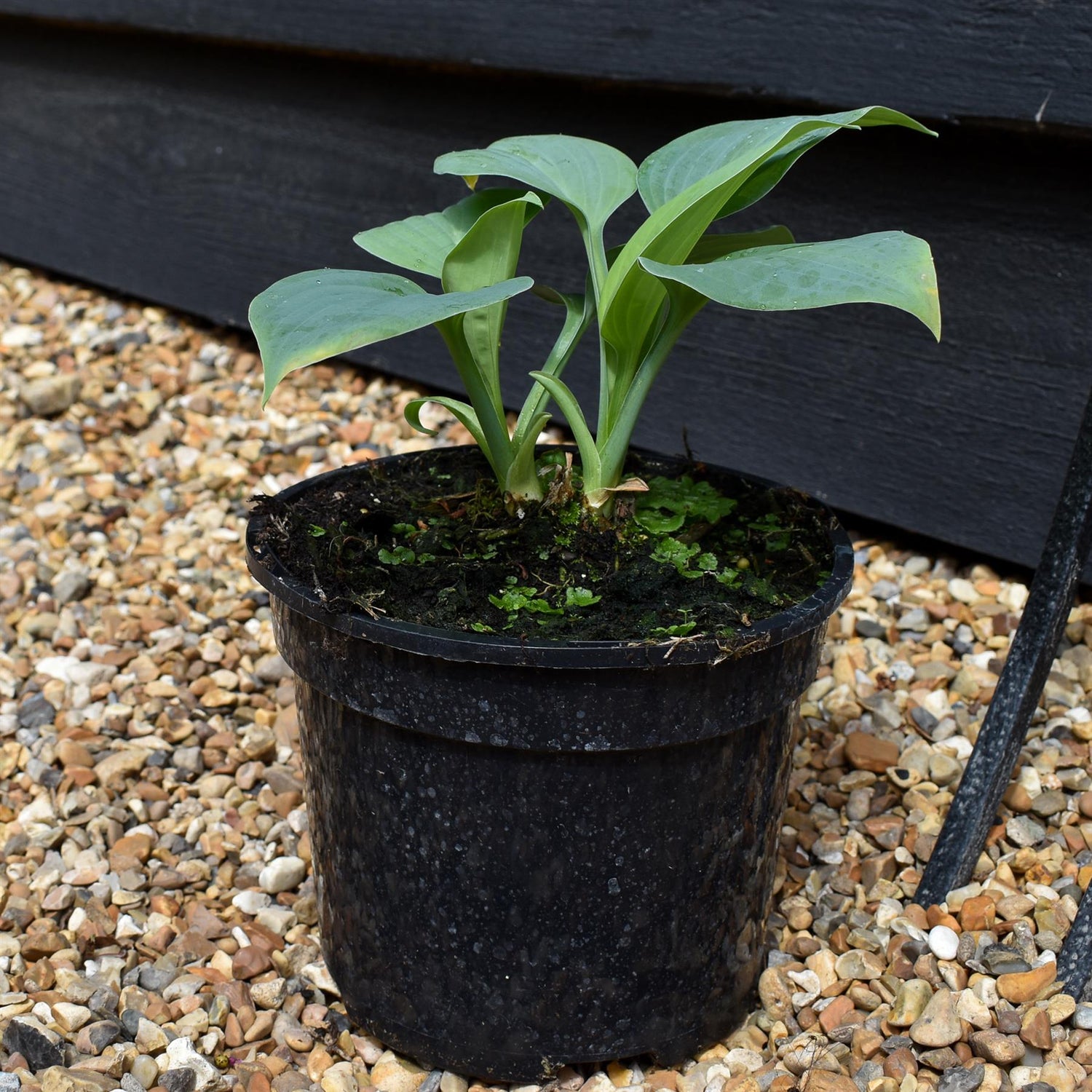 Hosta 'Fragrant Blue' - Height 10-15cm - Perennial - 2lt