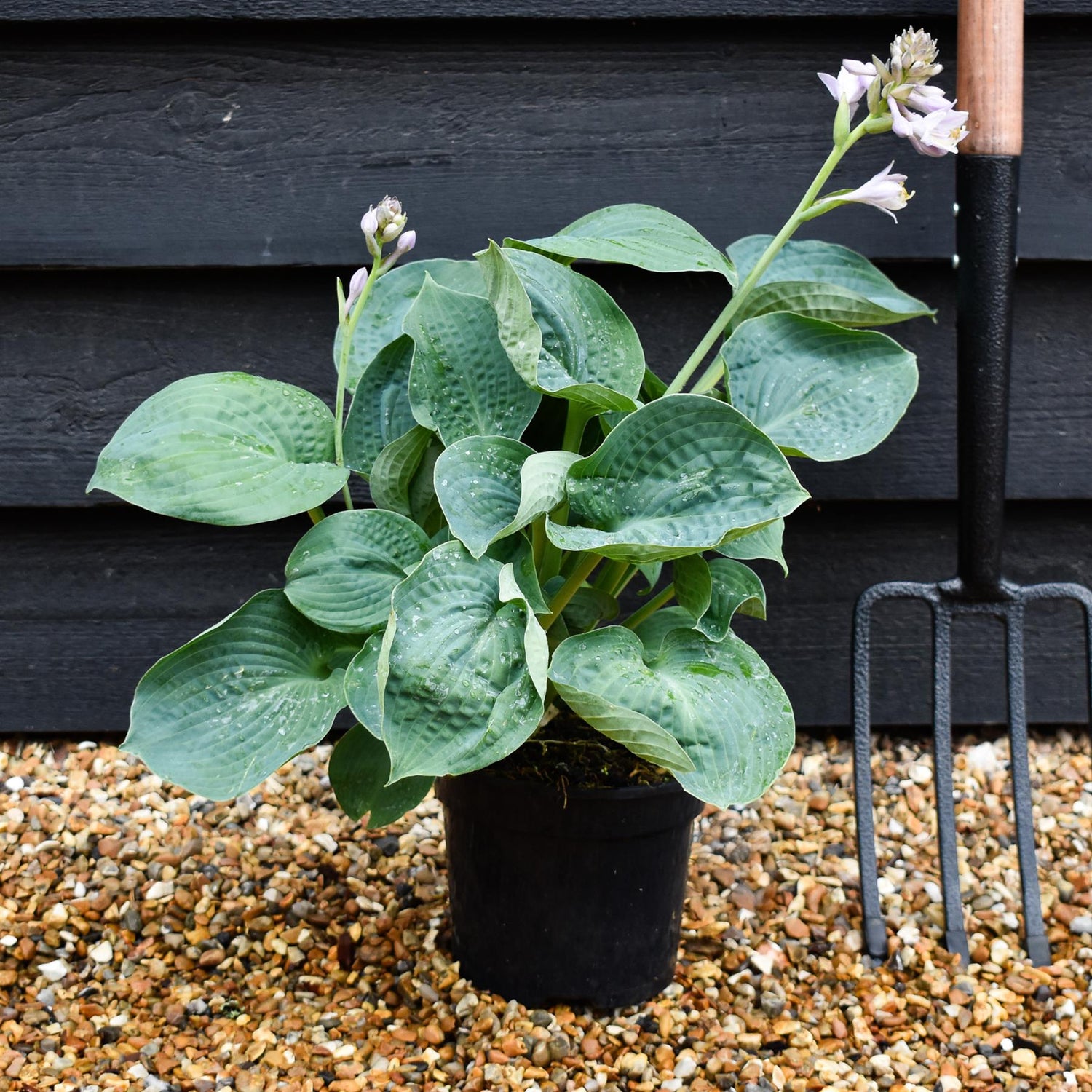 Hosta Big Daddy | Plantain Lily 'Big Daddy' - 10-20cm, 2lt