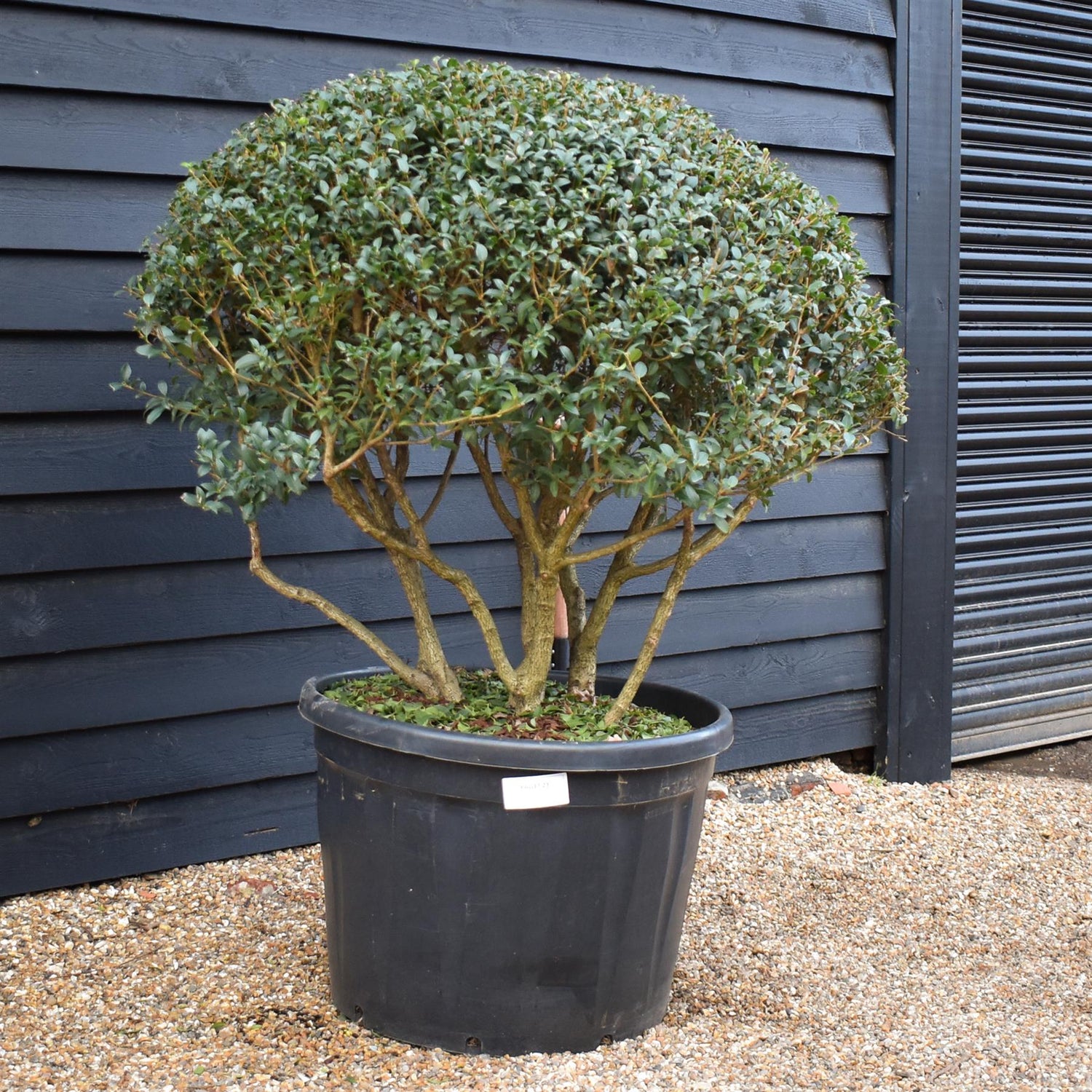 Osmanthus x burkwoodii | Burkwood Osmanthus - Parachute - Height 110 - 120cm - Width 130-140cm - 180lt