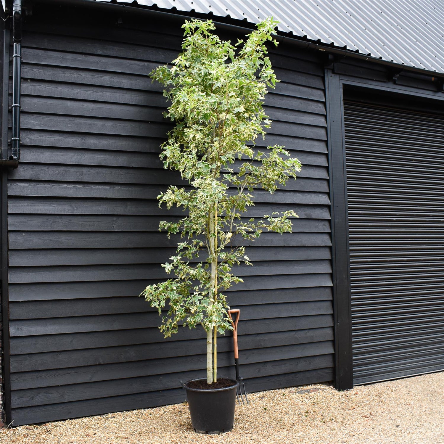 Liquidambar styraciflua 'Albomarginata' | Sweet Gum 'Silver King' Height 300-400cm - 50lt