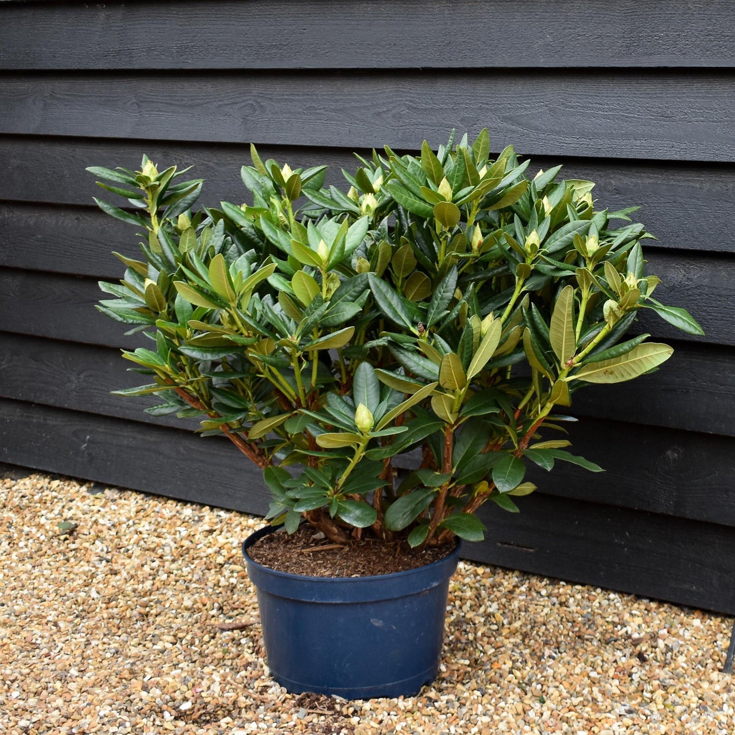 Rhododendron 'Cosmopolitan' - Shrub - Height 55-65cm - Width 80-90cm - 15lt