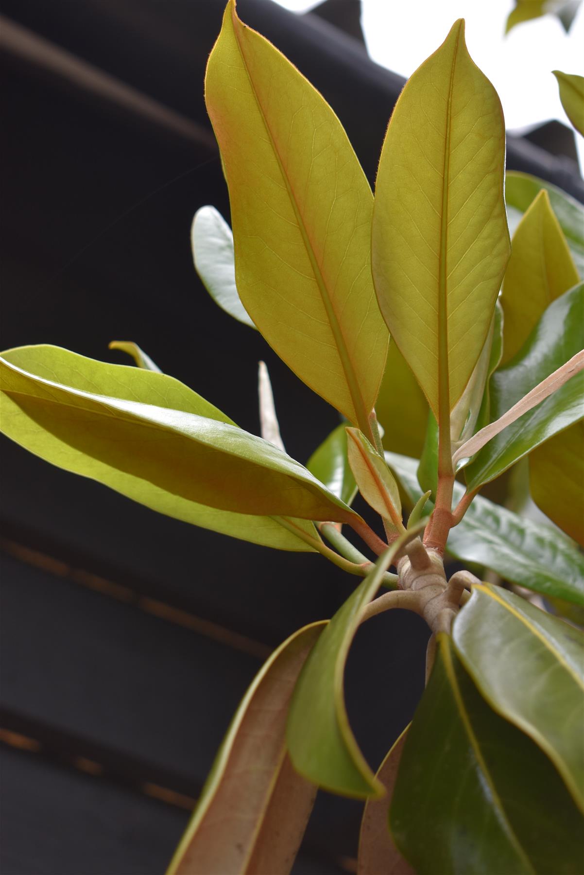 Magnolia grandiflora 'Galissonniere' | Southern magnolia 'Galissonniere'  Standard - Clear Stem 230-240cm - Girth 22-23cm - Height 500-550cm - 150lt