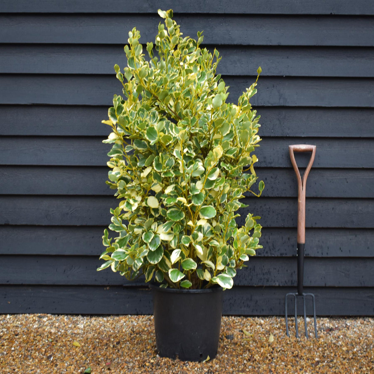Griselinia littoralis Variegata | New Zealand Broadleaf - 80cm - 120cm - Busy - 25lt