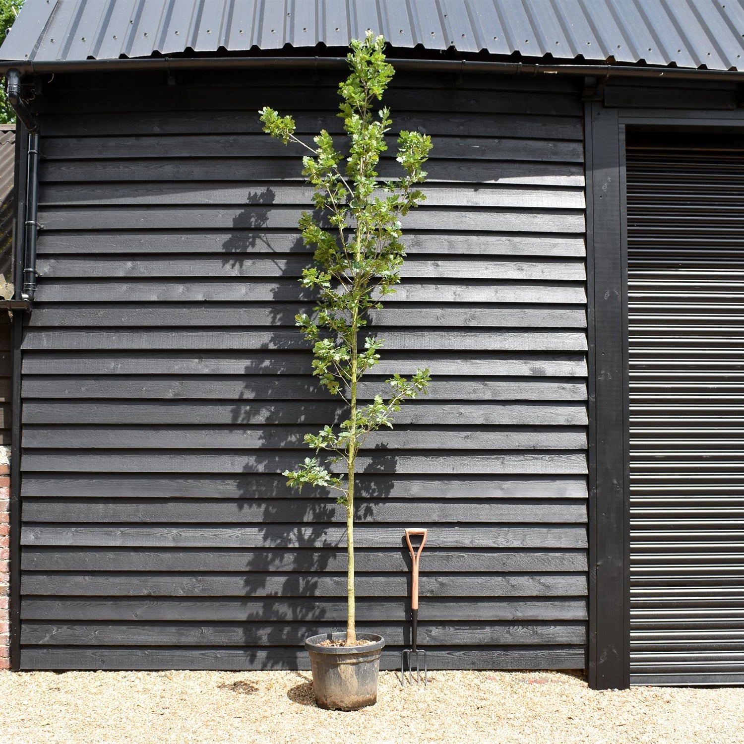 Turkey oak | Quercus cerris - Height 300-350cm - Girth 10-12cm - 45lt