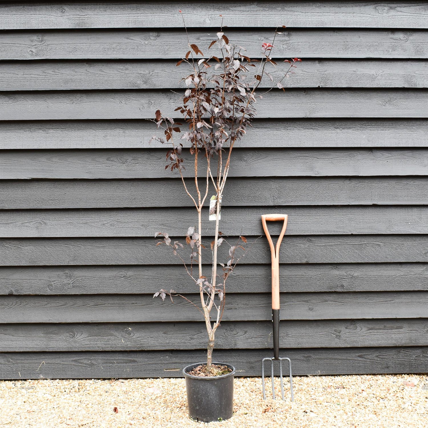 Prunus cerasifera 'Pissardii' | Cherry Plum 'Pissardii' - 100-150cm - 18lt