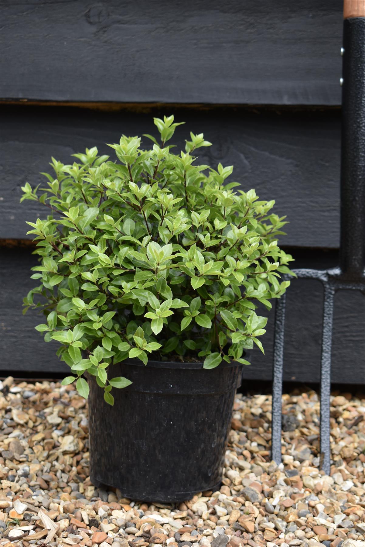 Pittosporum tenuifolium 'Beach Ball' - 15-25cm - 3lt