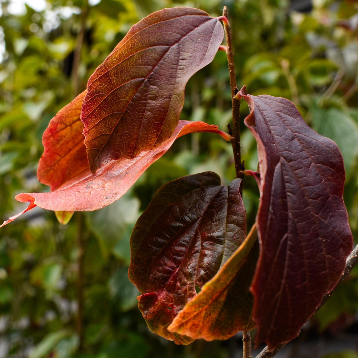 Parrotia Persica Multistem | Iron Tree - Height 240-250cm - 75lt
