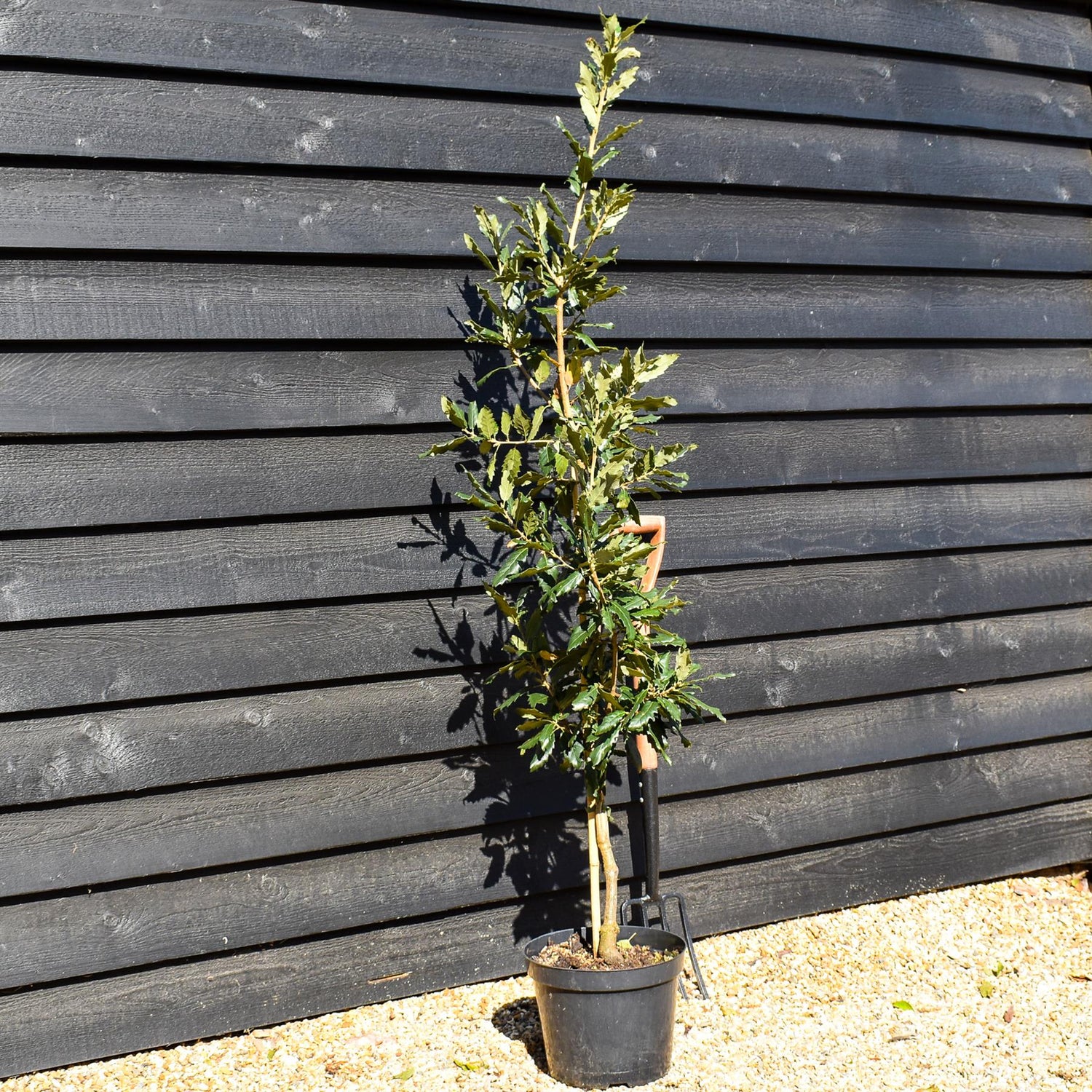 Spanish oak 'Wageningen' | Quercus x hispanica 'Wageningen' - Height 120-150cm - Pot Grown - 10lt