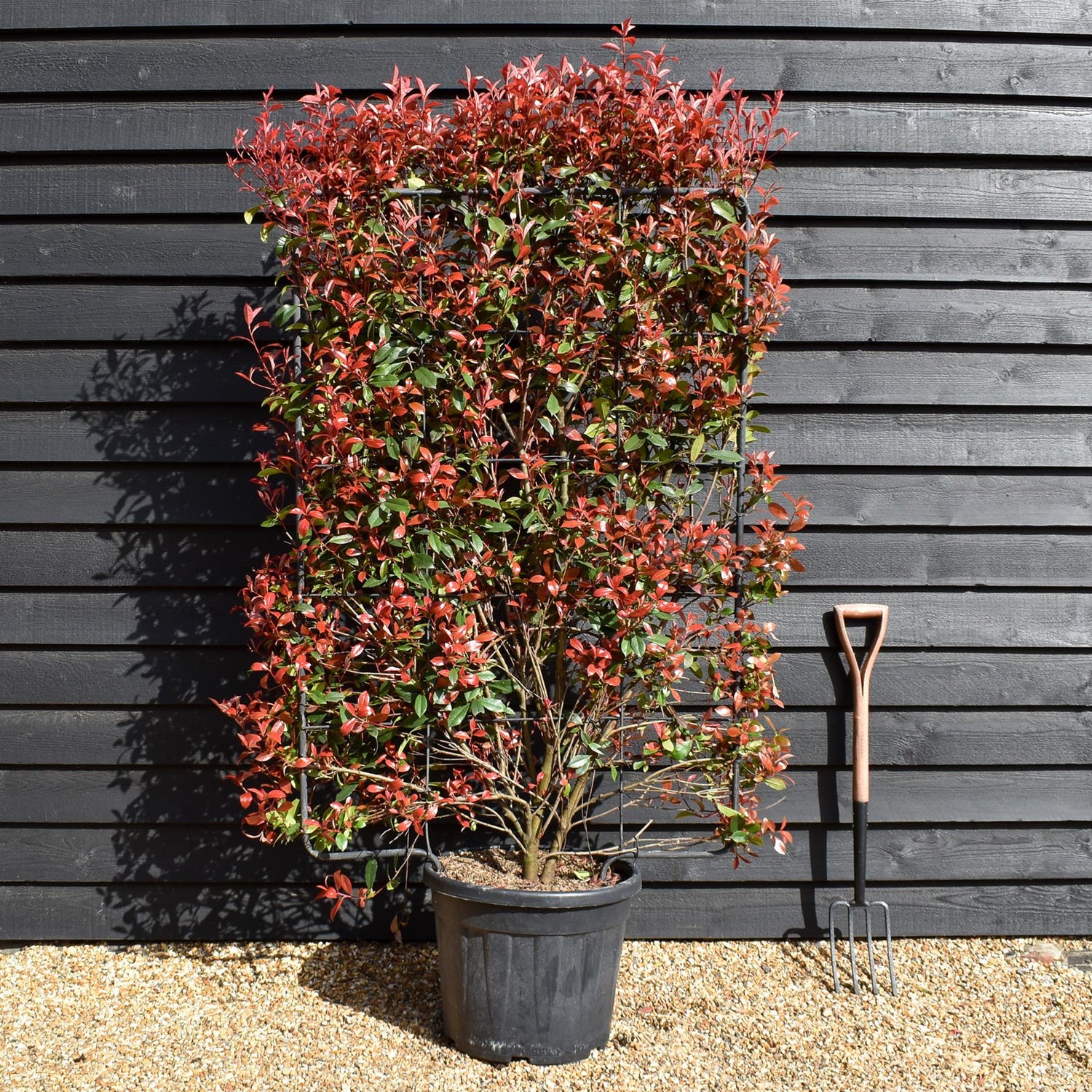Photinia x fraseri Red Robin - Compacta -Metal Frame/Espalier 150cm x 100cm - Height 180cm - 55lt