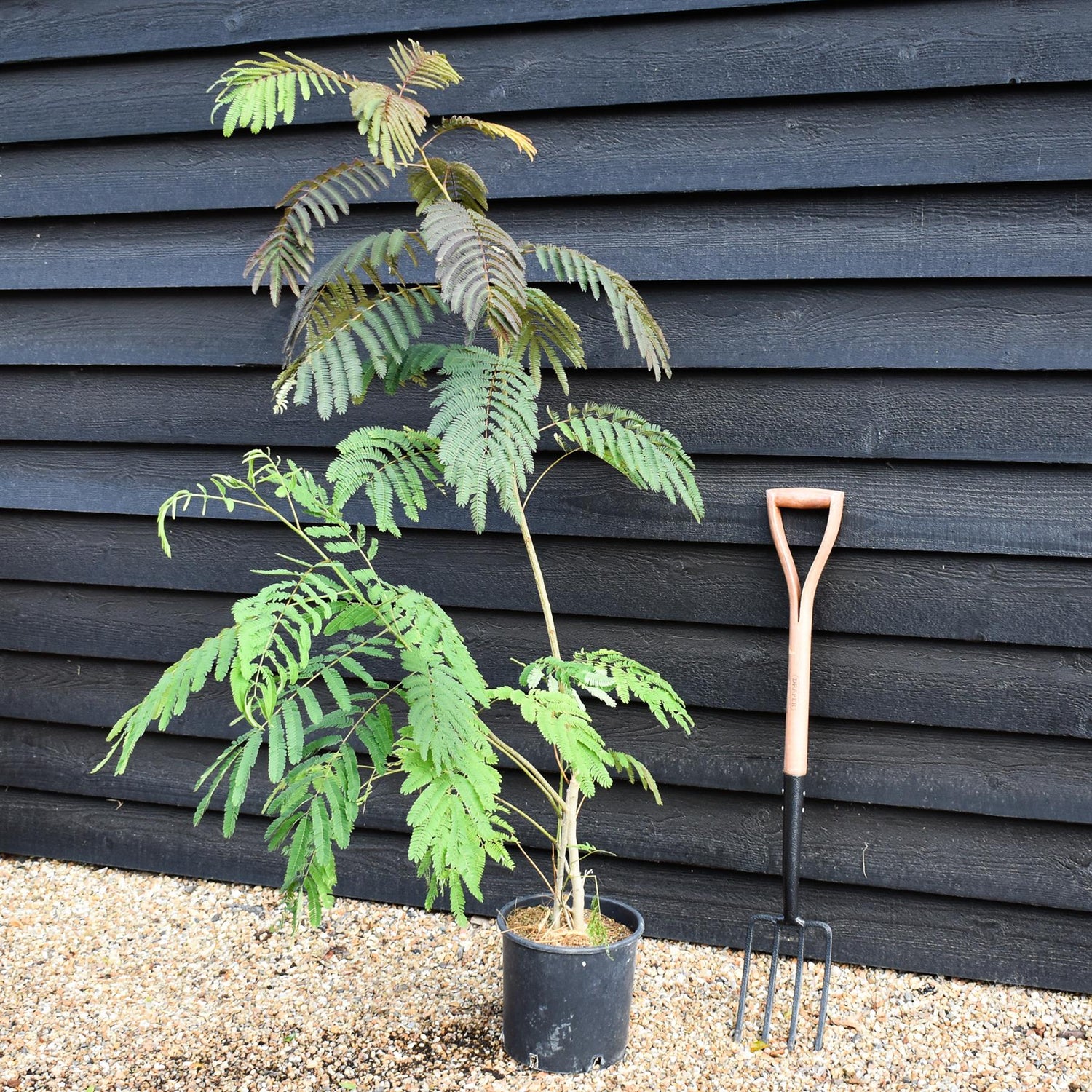 Albizia julibrissin Omberella  | Silk Tree - Height 30-50cm - Shrub - 12lt