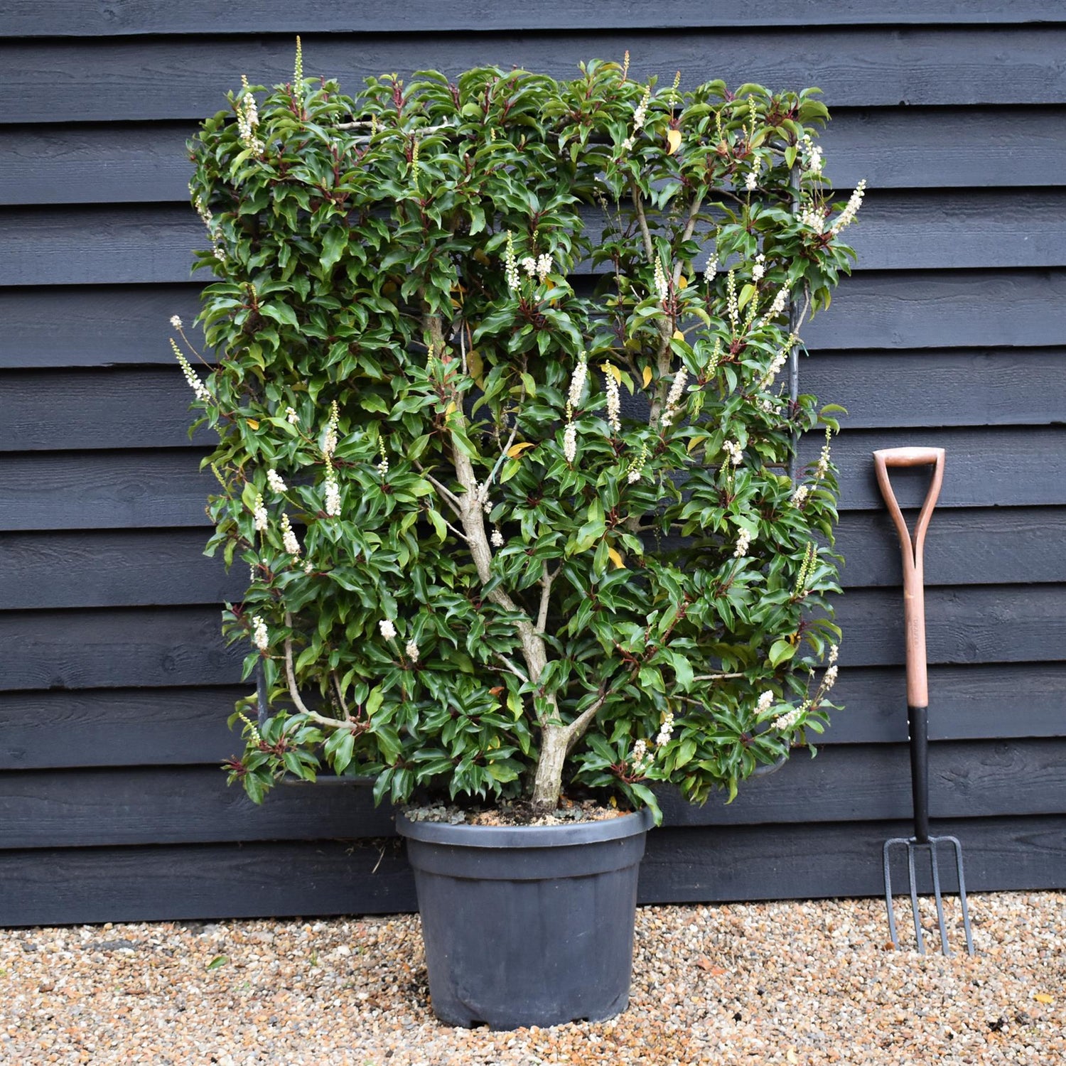 Prunus Lusitanica | Portuguese Laurel Cherry - Frame - 165cm - 45lt