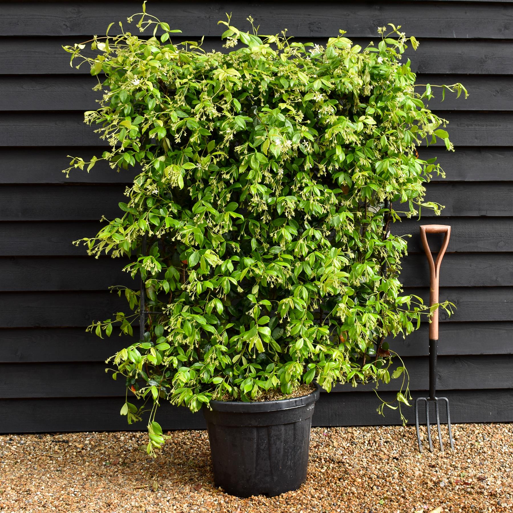 jasmine Trachelospermum jasminoides - Frame 100 x110cm - Height 130cm
